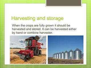 Harvesting and storage
When the crops are fully grown it should be
harvested and stored. It can be harvested either
by hand or combine harvester.
 