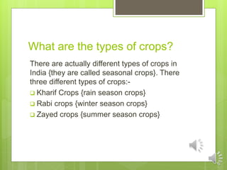 What are the types of crops?
There are actually different types of crops in
India {they are called seasonal crops}. There
three different types of crops:-
 Kharif Crops {rain season crops}
 Rabi crops {winter season crops}
 Zayed crops {summer season crops}
 