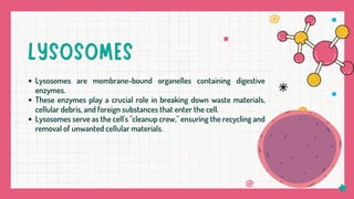 Lysosomes are membrane-bound organelles containing digestive
enzymes.
These enzymes play a crucial role in breaking down waste materials,
cellular debris, and foreign substances that enter the cell.
Lysosomes serve as the cell's "cleanup crew," ensuring the recycling and
removal of unwanted cellular materials.
 