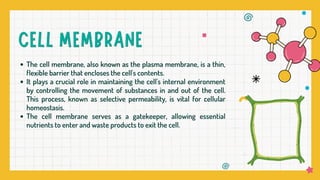 The cell membrane, also known as the plasma membrane, is a thin,
flexible barrier that encloses the cell's contents.
It plays a crucial role in maintaining the cell's internal environment
by controlling the movement of substances in and out of the cell.
This process, known as selective permeability, is vital for cellular
homeostasis.
The cell membrane serves as a gatekeeper, allowing essential
nutrients to enter and waste products to exit the cell.
 