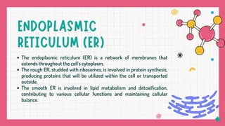 The endoplasmic reticulum (ER) is a network of membranes that
extends throughout the cell's cytoplasm.
The rough ER, studded with ribosomes, is involved in protein synthesis,
producing proteins that will be utilized within the cell or transported
outside.
The smooth ER is involved in lipid metabolism and detoxification,
contributing to various cellular functions and maintaining cellular
balance.
 