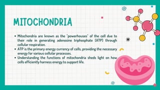 Mitochondria are known as the "powerhouses" of the cell due to
their role in generating adenosine triphosphate (ATP) through
cellular respiration.
ATP is the primary energy currency of cells, providing the necessary
energy for various cellular processes.
Understanding the functions of mitochondria sheds light on how
cells efficiently harness energy to support life.
 