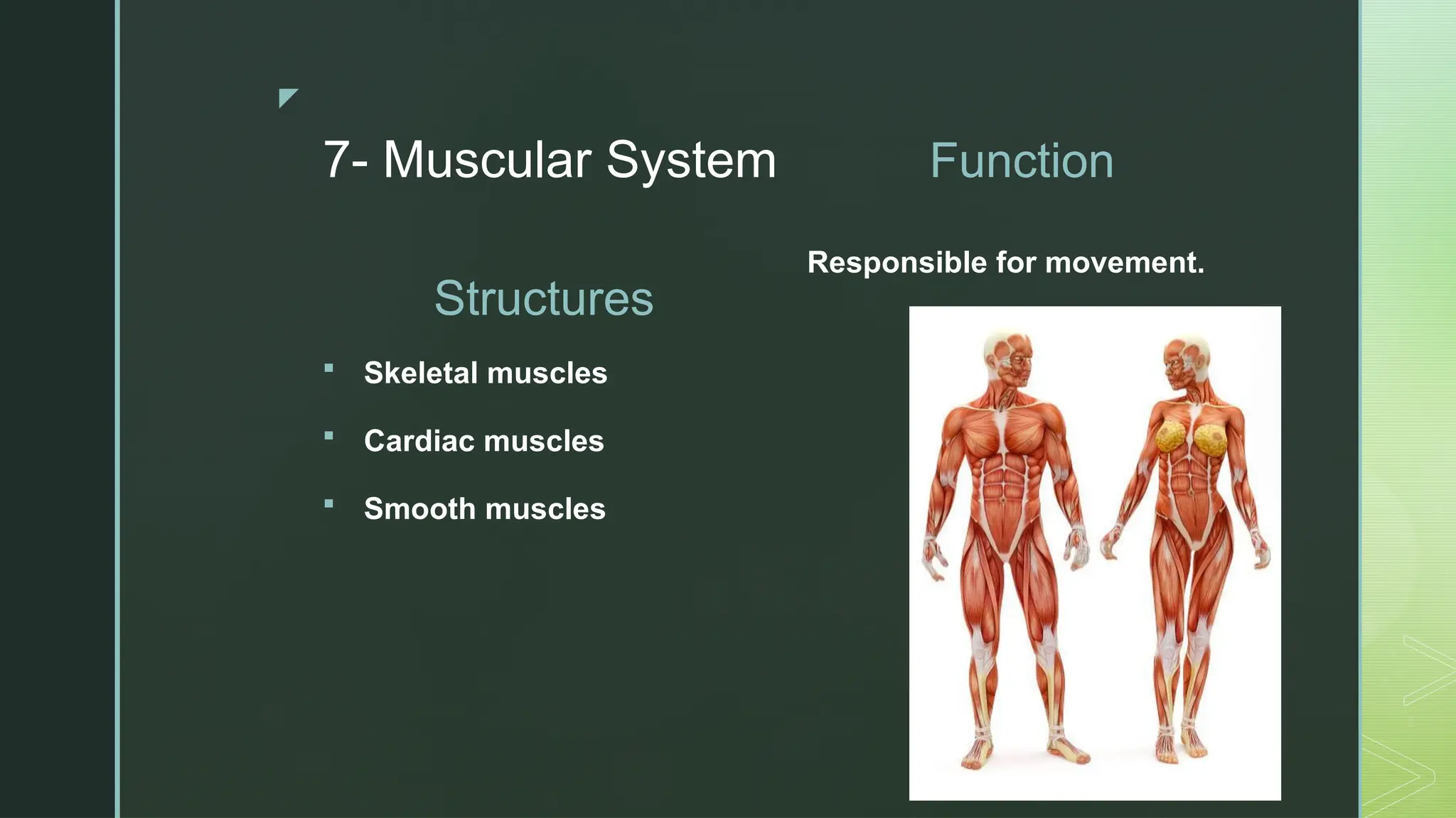 The 11 Human Systems With The Main Structures And Their Function | PPT