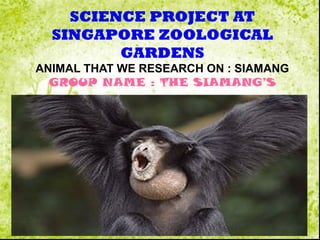 SCIENCE PROJECT AT
SINGAPORE ZOOLOGICAL
GARDENS
ANIMAL THAT WE RESEARCH ON : SIAMANG
GROUP NAME : THE SIAMANG’S
 