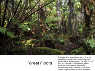 The forest floor receives less than 2% of the
                sunlight and consequently, little grows here
                except plants adapted to very low light. On the
Forest Floors   floor is a thin layer of fallen leaves, seeds,
                fruits, and branches that very quickly
                decomposes. Only a thin layer of decaying
                organic matter is found, unlike in temperate
 