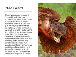 Frilled Lizard

• Chlamydosaurus (meaning
  "caped lizard") is a rare,
  modern-day frilled lizard native
  to New Guinea and North
  Australia. Its frill is a 7-14 inch
  (18-34 cm) flap of skin that
  completely circles its head. It
  opens this brightly-colored frill
  to frighten enemies. Adults are
  over 8 inches (20 cm) long.
  These climbing lizards live in
  trees in humid forests and eat
  cicadas, ants, spiders and
  smaller lizards. It can run
  quadrupedally (on all four legs)
  and bipedally (with the front
  legs off the ground). Adult
  females lay 8 to 14 eggs per
  clutch in spring and summer.
 