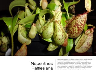maroon pitchers that have lime-green mouths. This is an exceptional showpiece
                                            for any lowland tropical collection.   Nepenthes rafflesiana is a beautiful lowland tropical pitcher plant with
                                                                                   enormous, colorful pitchers and extremely prominent wings.


                                      Nepenthes
                                                                                    Nepenthes rafflesiana are also well known for producing extremely
                                                                                   long tendrils between their leaves and pitchers.  The 'Giant' form of
                                                                                   Nepenthes rafflesiana produces extremely large pitchers that can
                                                                                   reach over one foot in height, and originates from a single population

                                      Rafflesiana                                  in Brunei, Borneo.  This particular cone has truly striking coloration,
                                                                                   with dark maroon pitchers that have lime-green mouths.
 