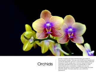 Orchids comprise one of the most abundant and varied of
          flowering plant families. There are over 20,000 known species and
          orchids are especially common in moist tropical regions. Although

Orchids   temperate orchids usually grow in the soil, tropical orchids are
          more often epiphytes which grow non-parasitically on trees.
          Orchid flowers vary considerably in shape color and size,
          although they share a common pattern of three petals and three
          petal-like sepals. The lower petal has a very distinctive
          appearance.
 