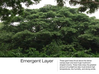 Emergent Layer   These giant trees thrust above the dense
                 canopy layer and have huge mushroom-
                 shaped crowns. These trees enjoy the greatest
                 amount of sunlight but also must endure high
                 temperatures, low humidity, and strong winds.
 