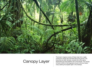 The broad, irregular crowns of these trees form a tight,
               continuous canopy 60 to 90 feet above the ground. The

Canopy Layer
               branches are often densely covered with other plants
               (epiphytes) and tied together with vines (lianas). The canopy
               is home to 90% of the organisms found in the rain forest;
               many seeking the brighter light in the treetops.
 