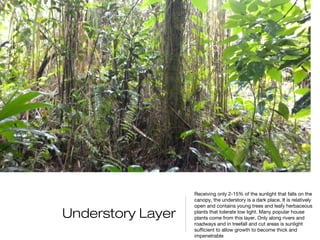 Receiving only 2-15% of the sunlight that falls on the
                   canopy, the understory is a dark place. It is relatively
                   open and contains young trees and leafy herbaceous

Understory Layer   plants that tolerate low light. Many popular house
                   plants come from this layer. Only along rivers and
                   roadways and in treefall and cut areas is sunlight
                   sufficient to allow growth to become thick and
                   impenetrable 
 