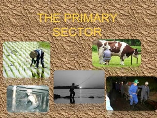 THE PRIMARY
  SECTOR
 