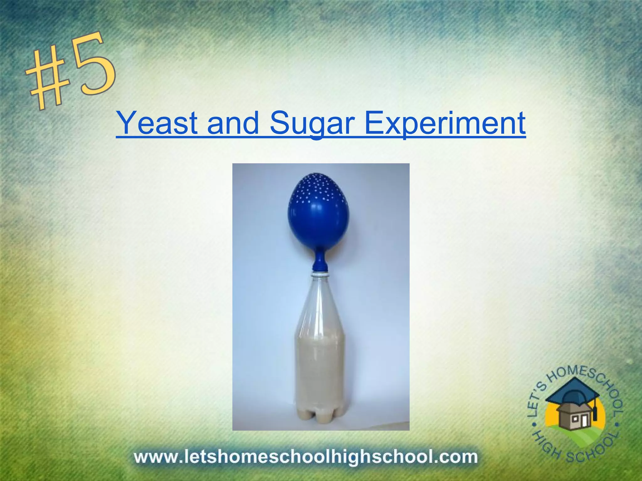 Yeast and Sugar Experiment