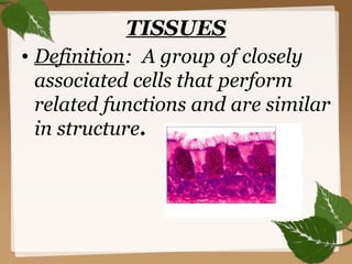 Tissue In Science Definition Science project work | PPT