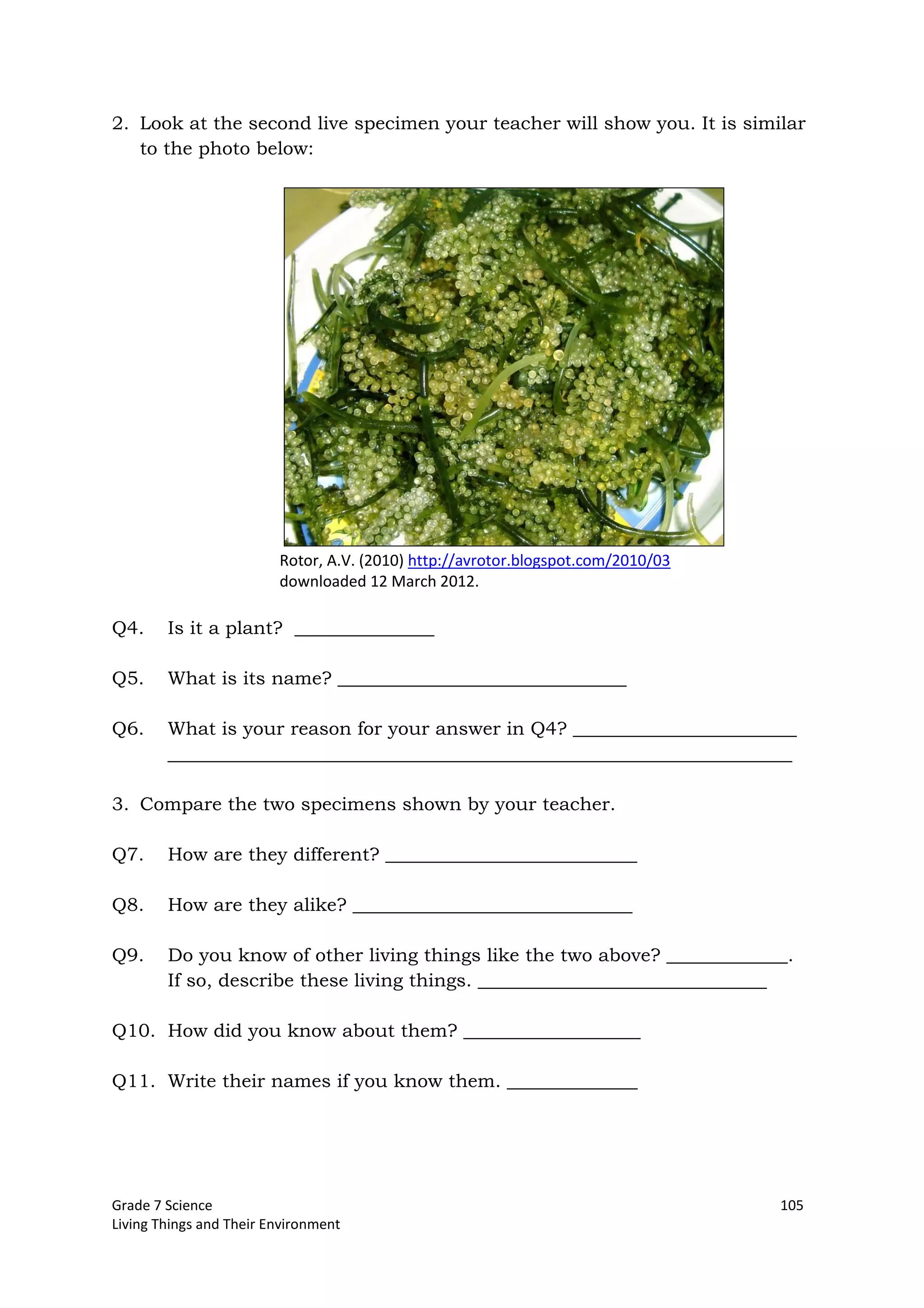 Grade 7 Science 105
Living Things and Their Environment
2. Look at the second live specimen your teacher will show you. It is similar
to the photo below:
Rotor, A.V. (2010) http://avrotor.blogspot.com/2010/03
downloaded 12 March 2012.
Q4. Is it a plant? _______________
Q5. What is its name? _______________________________
Q6. What is your reason for your answer in Q4? ________________________
___________________________________________________________________
3. Compare the two specimens shown by your teacher.
Q7. How are they different? ___________________________
Q8. How are they alike? ______________________________
Q9. Do you know of other living things like the two above? _____________.
If so, describe these living things. _______________________________
Q10. How did you know about them? ___________________
Q11. Write their names if you know them. ______________
 