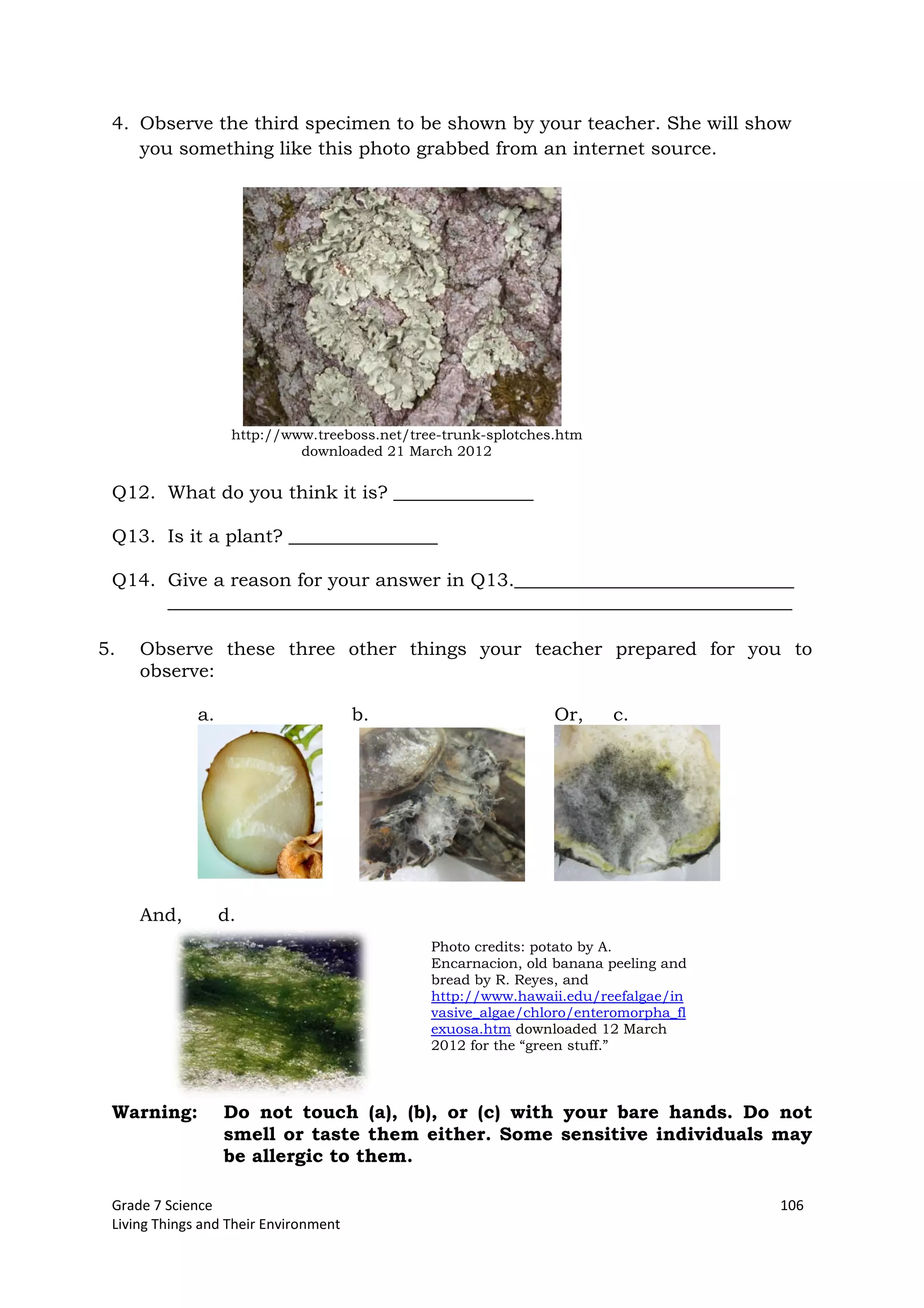 Grade 7 Science 106
Living Things and Their Environment
4. Observe the third specimen to be shown by your teacher. She will show
you something like this photo grabbed from an internet source.
http://www.treeboss.net/tree-trunk-splotches.htm
downloaded 21 March 2012
Q12. What do you think it is? _______________
Q13. Is it a plant? ________________
Q14. Give a reason for your answer in Q13.______________________________
___________________________________________________________________
5. Observe these three other things your teacher prepared for you to
observe:
a. b. Or, c.
And, d.
Warning: Do not touch (a), (b), or (c) with your bare hands. Do not
smell or taste them either. Some sensitive individuals may
be allergic to them.
Photo credits: potato by A.
Encarnacion, old banana peeling and
bread by R. Reyes, and
http://www.hawaii.edu/reefalgae/in
vasive_algae/chloro/enteromorpha_fl
exuosa.htm downloaded 12 March
2012 for the “green stuff.”
 