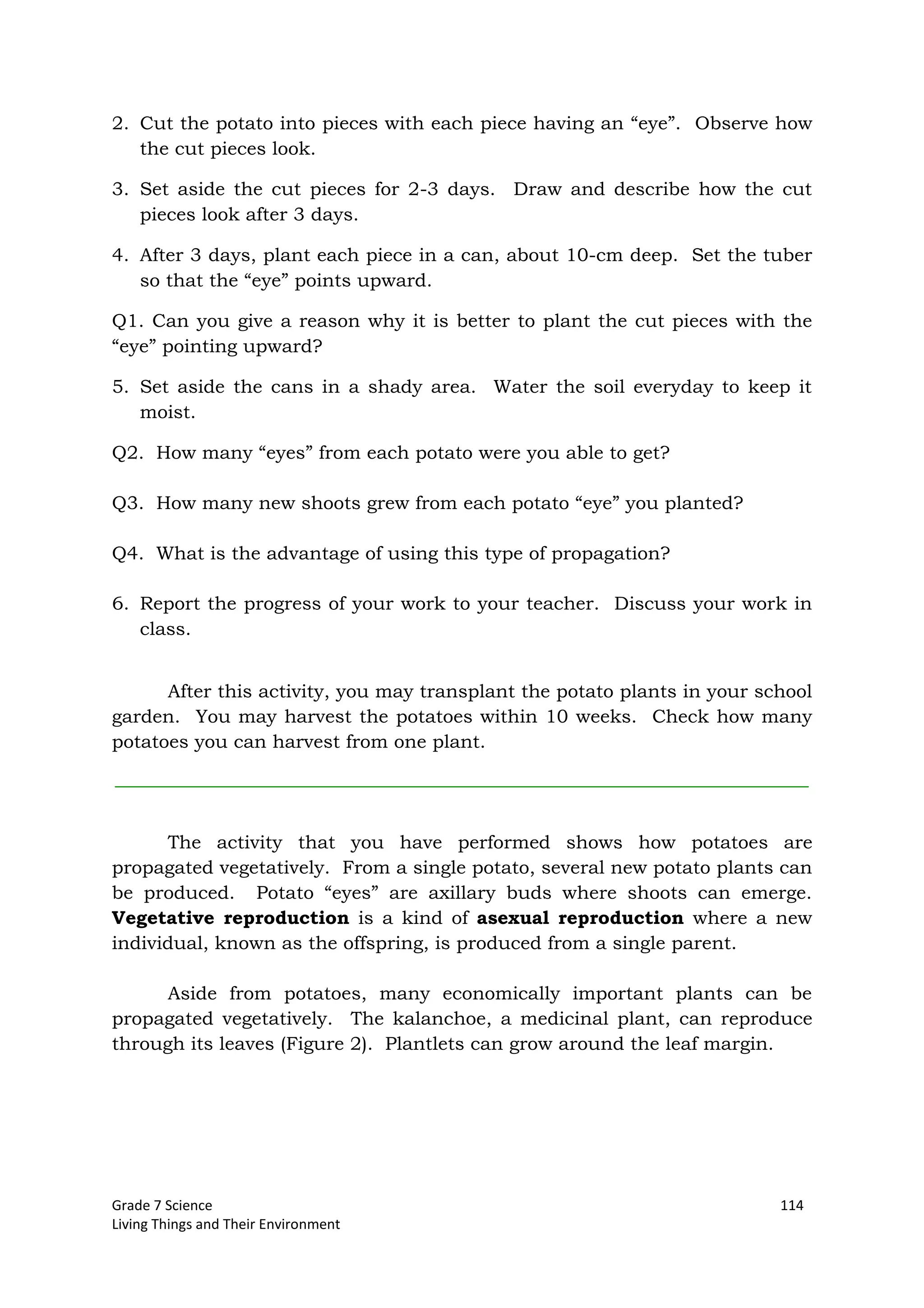 Grade 7 Science 114
Living Things and Their Environment
2. Cut the potato into pieces with each piece having an “eye”. Observe how
the cut pieces look.
3. Set aside the cut pieces for 2-3 days. Draw and describe how the cut
pieces look after 3 days.
4. After 3 days, plant each piece in a can, about 10-cm deep. Set the tuber
so that the “eye” points upward.
Q1. Can you give a reason why it is better to plant the cut pieces with the
“eye” pointing upward?
5. Set aside the cans in a shady area. Water the soil everyday to keep it
moist.
Q2. How many “eyes” from each potato were you able to get?
Q3. How many new shoots grew from each potato “eye” you planted?
Q4. What is the advantage of using this type of propagation?
6. Report the progress of your work to your teacher. Discuss your work in
class.
After this activity, you may transplant the potato plants in your school
garden. You may harvest the potatoes within 10 weeks. Check how many
potatoes you can harvest from one plant.
The activity that you have performed shows how potatoes are
propagated vegetatively. From a single potato, several new potato plants can
be produced. Potato “eyes” are axillary buds where shoots can emerge.
Vegetative reproduction is a kind of asexual reproduction where a new
individual, known as the offspring, is produced from a single parent.
Aside from potatoes, many economically important plants can be
propagated vegetatively. The kalanchoe, a medicinal plant, can reproduce
through its leaves (Figure 2). Plantlets can grow around the leaf margin.
 