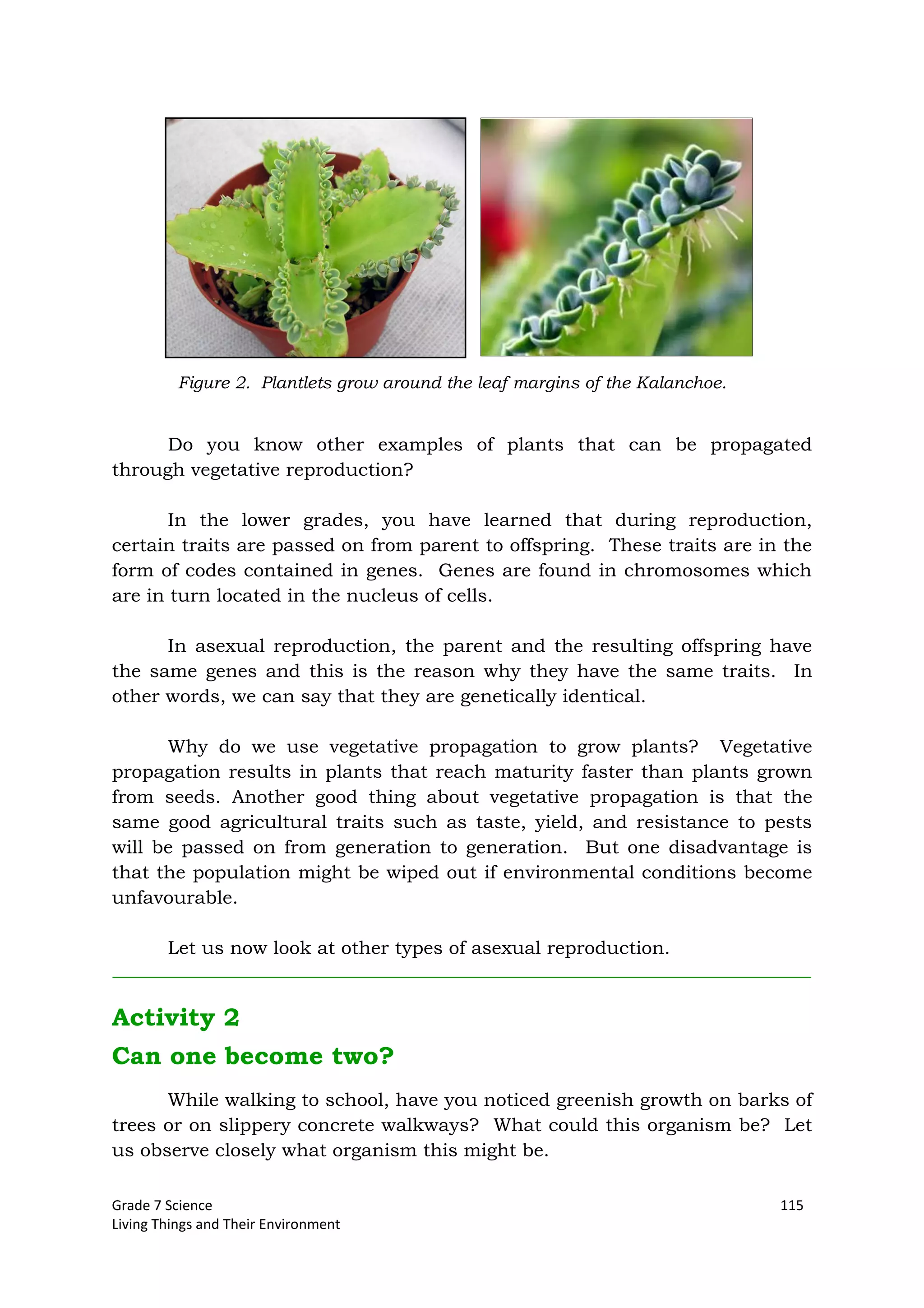 Grade 7 Science 115
Living Things and Their Environment
Do you know other examples of plants that can be propagated
through vegetative reproduction?
In the lower grades, you have learned that during reproduction,
certain traits are passed on from parent to offspring. These traits are in the
form of codes contained in genes. Genes are found in chromosomes which
are in turn located in the nucleus of cells.
In asexual reproduction, the parent and the resulting offspring have
the same genes and this is the reason why they have the same traits. In
other words, we can say that they are genetically identical.
Why do we use vegetative propagation to grow plants? Vegetative
propagation results in plants that reach maturity faster than plants grown
from seeds. Another good thing about vegetative propagation is that the
same good agricultural traits such as taste, yield, and resistance to pests
will be passed on from generation to generation. But one disadvantage is
that the population might be wiped out if environmental conditions become
unfavourable.
Let us now look at other types of asexual reproduction.
Activity 2
Can one become two?
While walking to school, have you noticed greenish growth on barks of
trees or on slippery concrete walkways? What could this organism be? Let
us observe closely what organism this might be.
Figure 2. Plantlets grow around the leaf margins of the Kalanchoe.
 