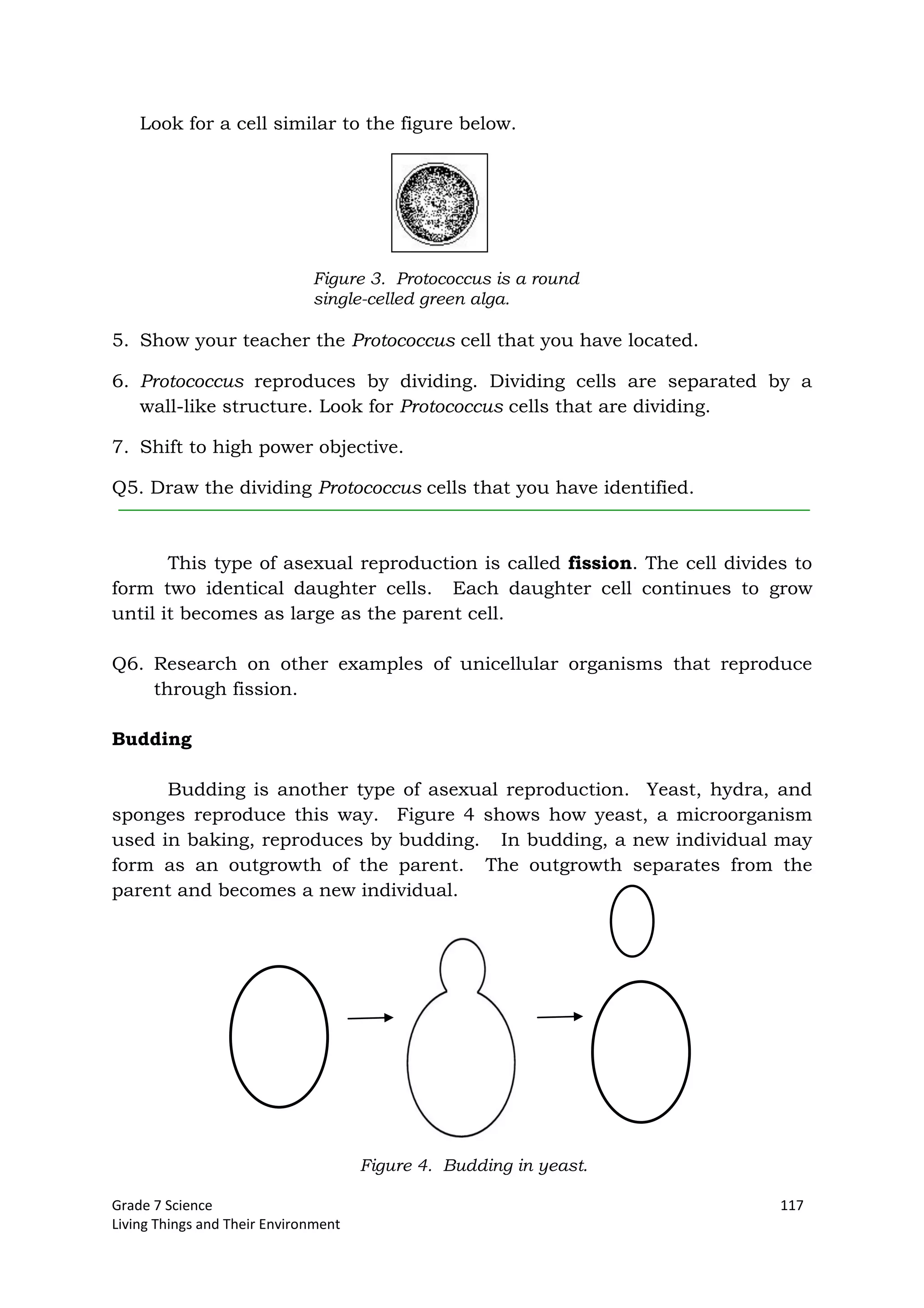 Grade 7 Science 117
Living Things and Their Environment
Look for a cell similar to the figure below.
5. Show your teacher the Protococcus cell that you have located.
6. Protococcus reproduces by dividing. Dividing cells are separated by a
wall-like structure. Look for Protococcus cells that are dividing.
7. Shift to high power objective.
Q5. Draw the dividing Protococcus cells that you have identified.
This type of asexual reproduction is called fission. The cell divides to
form two identical daughter cells. Each daughter cell continues to grow
until it becomes as large as the parent cell.
Q6. Research on other examples of unicellular organisms that reproduce
through fission.
Budding
Budding is another type of asexual reproduction. Yeast, hydra, and
sponges reproduce this way. Figure 4 shows how yeast, a microorganism
used in baking, reproduces by budding. In budding, a new individual may
form as an outgrowth of the parent. The outgrowth separates from the
parent and becomes a new individual.
Figure 4. Budding in yeast.
Figure 3. Protococcus is a round
single-celled green alga.
 