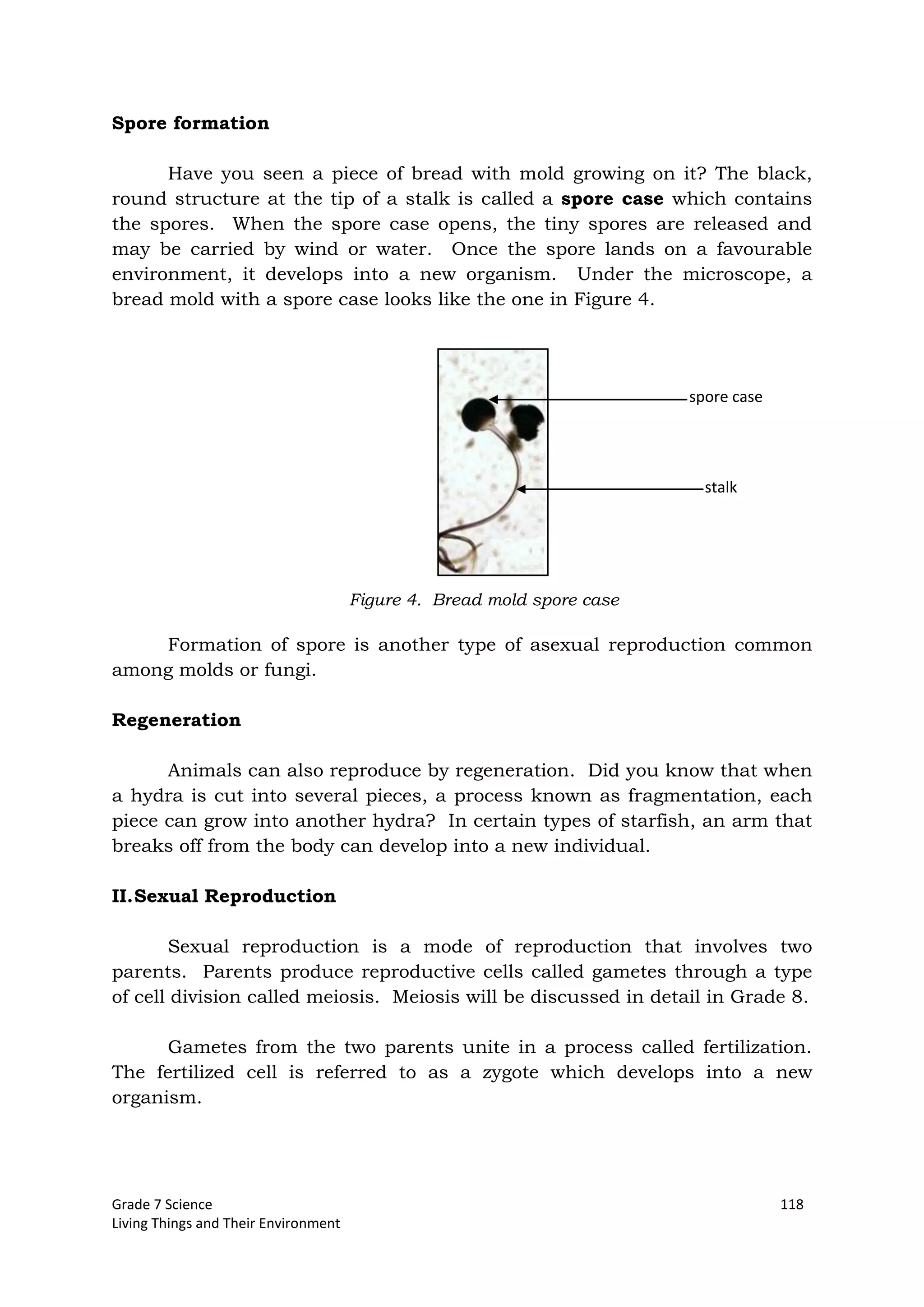 Grade 7 Science 118
Living Things and Their Environment
Spore formation
Have you seen a piece of bread with mold growing on it? The black,
round structure at the tip of a stalk is called a spore case which contains
the spores. When the spore case opens, the tiny spores are released and
may be carried by wind or water. Once the spore lands on a favourable
environment, it develops into a new organism. Under the microscope, a
bread mold with a spore case looks like the one in Figure 4.
Formation of spore is another type of asexual reproduction common
among molds or fungi.
Regeneration
Animals can also reproduce by regeneration. Did you know that when
a hydra is cut into several pieces, a process known as fragmentation, each
piece can grow into another hydra? In certain types of starfish, an arm that
breaks off from the body can develop into a new individual.
II.Sexual Reproduction
Sexual reproduction is a mode of reproduction that involves two
parents. Parents produce reproductive cells called gametes through a type
of cell division called meiosis. Meiosis will be discussed in detail in Grade 8.
Gametes from the two parents unite in a process called fertilization.
The fertilized cell is referred to as a zygote which develops into a new
organism.
Figure 4. Bread mold spore case
spore case
stalk
 