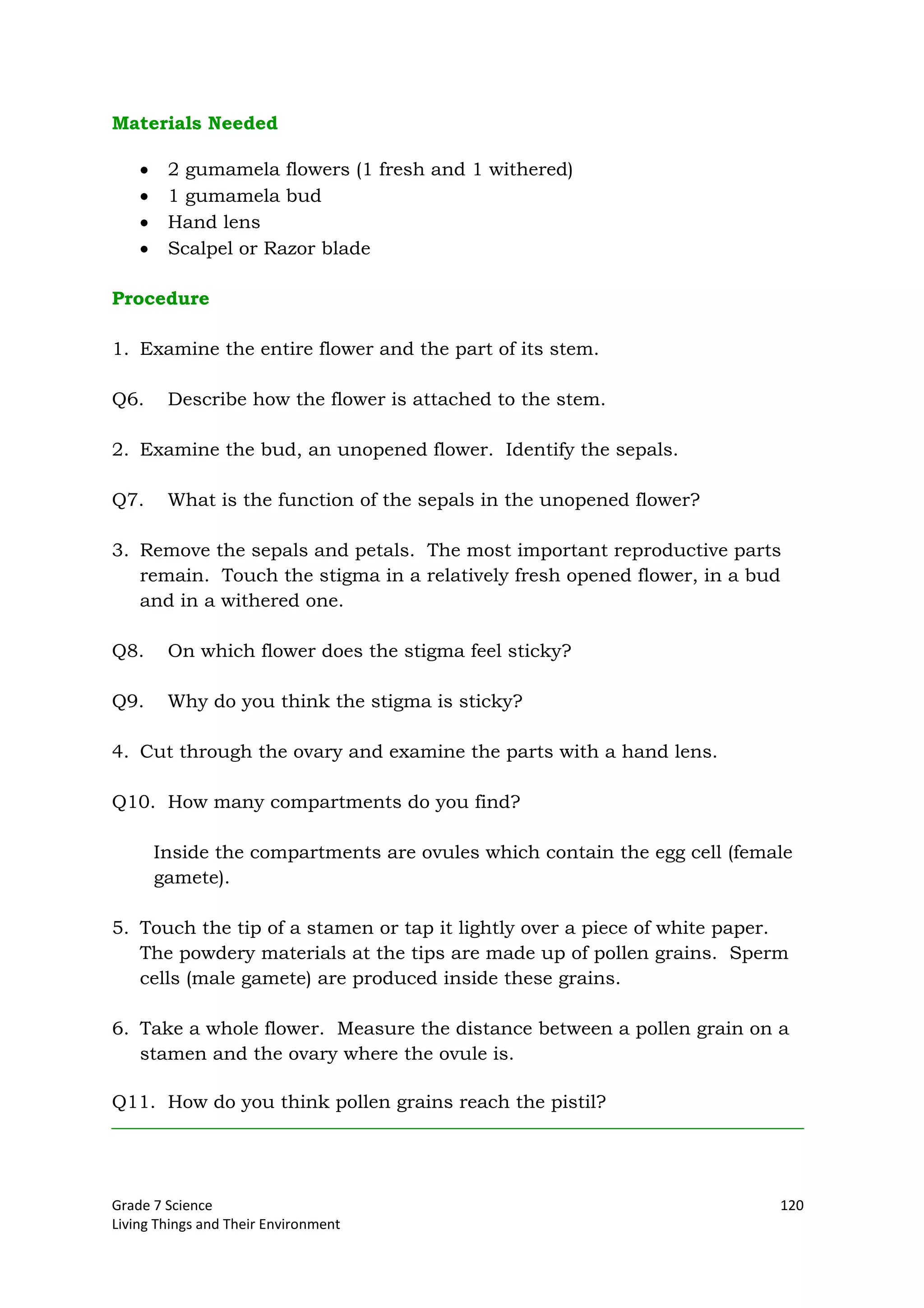 Grade 7 Science 120
Living Things and Their Environment
Materials Needed
2 gumamela flowers (1 fresh and 1 withered)
1 gumamela bud
Hand lens
Scalpel or Razor blade
Procedure
1. Examine the entire flower and the part of its stem.
Q6. Describe how the flower is attached to the stem.
2. Examine the bud, an unopened flower. Identify the sepals.
Q7. What is the function of the sepals in the unopened flower?
3. Remove the sepals and petals. The most important reproductive parts
remain. Touch the stigma in a relatively fresh opened flower, in a bud
and in a withered one.
Q8. On which flower does the stigma feel sticky?
Q9. Why do you think the stigma is sticky?
4. Cut through the ovary and examine the parts with a hand lens.
Q10. How many compartments do you find?
Inside the compartments are ovules which contain the egg cell (female
gamete).
5. Touch the tip of a stamen or tap it lightly over a piece of white paper.
The powdery materials at the tips are made up of pollen grains. Sperm
cells (male gamete) are produced inside these grains.
6. Take a whole flower. Measure the distance between a pollen grain on a
stamen and the ovary where the ovule is.
Q11. How do you think pollen grains reach the pistil?
 