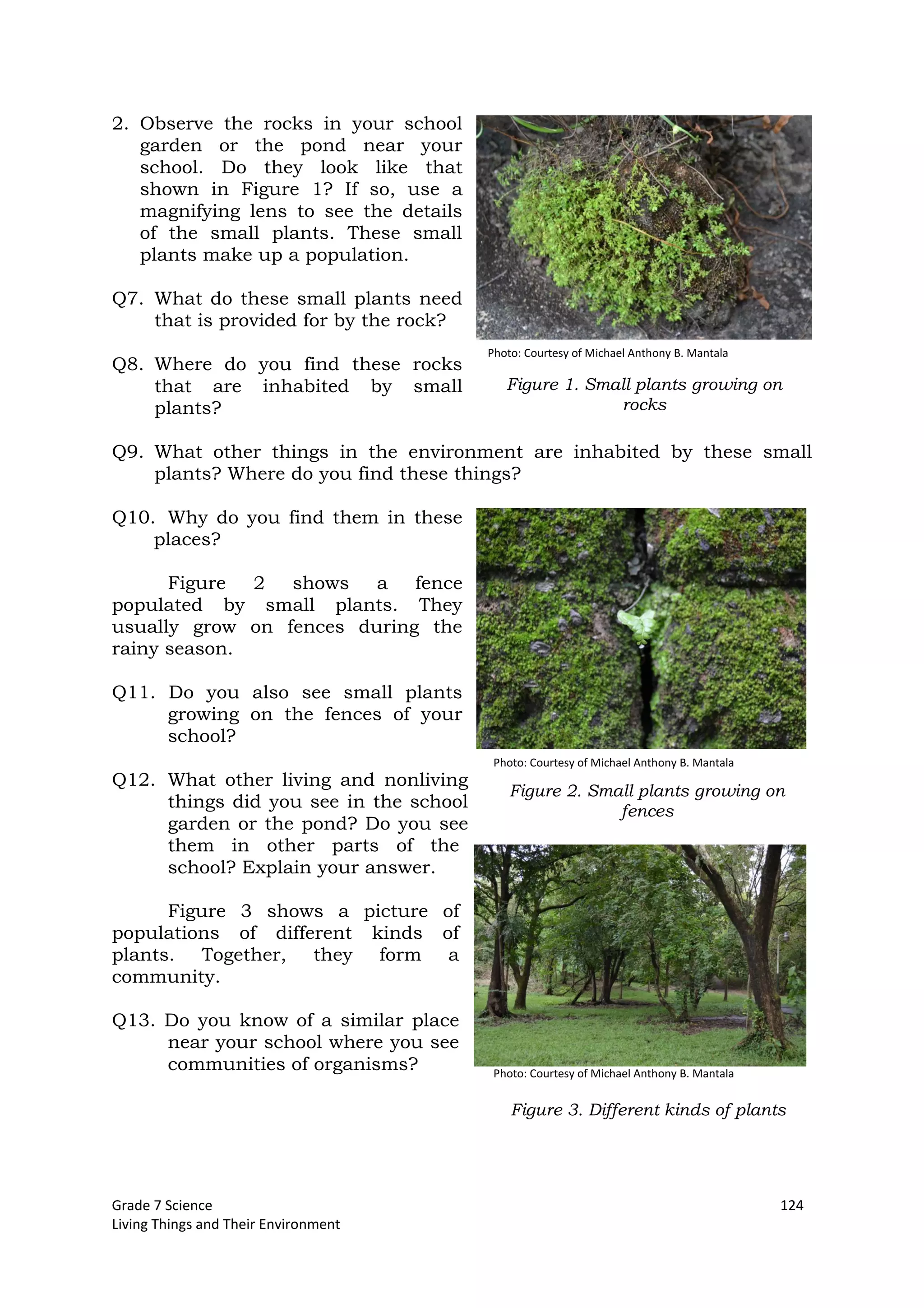 Grade 7 Science 124
Living Things and Their Environment
2. Observe the rocks in your school
garden or the pond near your
school. Do they look like that
shown in Figure 1? If so, use a
magnifying lens to see the details
of the small plants. These small
plants make up a population.
Q7. What do these small plants need
that is provided for by the rock?
Q8. Where do you find these rocks
that are inhabited by small
plants?
Q9. What other things in the environment are inhabited by these small
plants? Where do you find these things?
Q10. Why do you find them in these
places?
Figure 2 shows a fence
populated by small plants. They
usually grow on fences during the
rainy season.
Q11. Do you also see small plants
growing on the fences of your
school?
Q12. What other living and nonliving
things did you see in the school
garden or the pond? Do you see
them in other parts of the
school? Explain your answer.
Figure 3 shows a picture of
populations of different kinds of
plants. Together, they form a
community.
Q13. Do you know of a similar place
near your school where you see
communities of organisms?
Figure 1. Small plants growing on
rocks
Figure 2. Small plants growing on
fences
Figure 3. Different kinds of plants
Photo: Courtesy of Michael Anthony B. Mantala
Photo: Courtesy of Michael Anthony B. Mantala
Photo: Courtesy of Michael Anthony B. Mantala
 