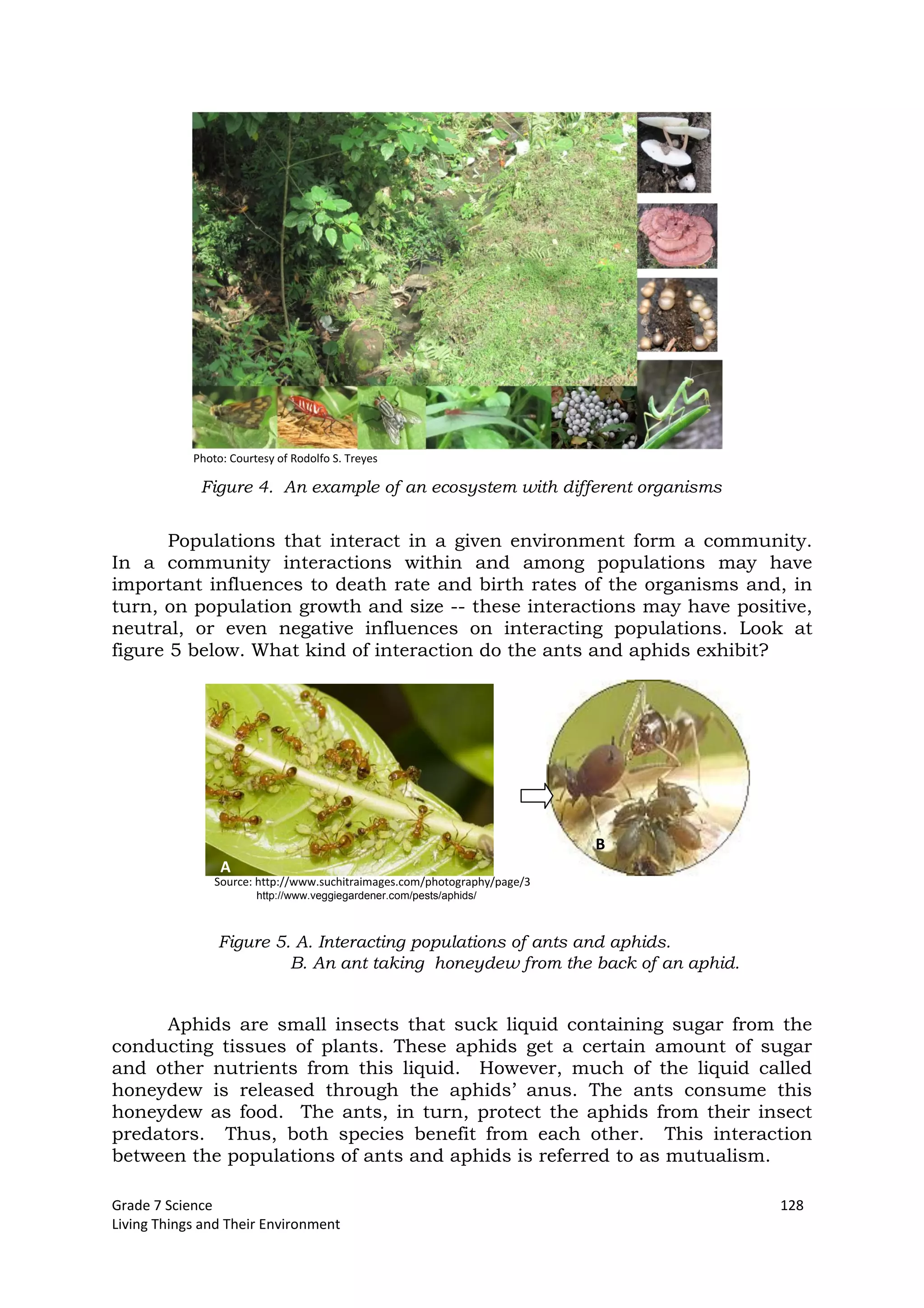 Grade 7 Science 128
Living Things and Their Environment
Populations that interact in a given environment form a community.
In a community interactions within and among populations may have
important influences to death rate and birth rates of the organisms and, in
turn, on population growth and size -- these interactions may have positive,
neutral, or even negative influences on interacting populations. Look at
figure 5 below. What kind of interaction do the ants and aphids exhibit?
Aphids are small insects that suck liquid containing sugar from the
conducting tissues of plants. These aphids get a certain amount of sugar
and other nutrients from this liquid. However, much of the liquid called
honeydew is released through the aphids’ anus. The ants consume this
honeydew as food. The ants, in turn, protect the aphids from their insect
predators. Thus, both species benefit from each other. This interaction
between the populations of ants and aphids is referred to as mutualism.
Figure 4. An example of an ecosystem with different organisms
Photo: Courtesy of Rodolfo S. Treyes
Figure 5. A. Interacting populations of ants and aphids.
B. An ant taking honeydew from the back of an aphid.
A
B
Source: http://www.suchitraimages.com/photography/page/3
http://www.veggiegardener.com/pests/aphids/
 