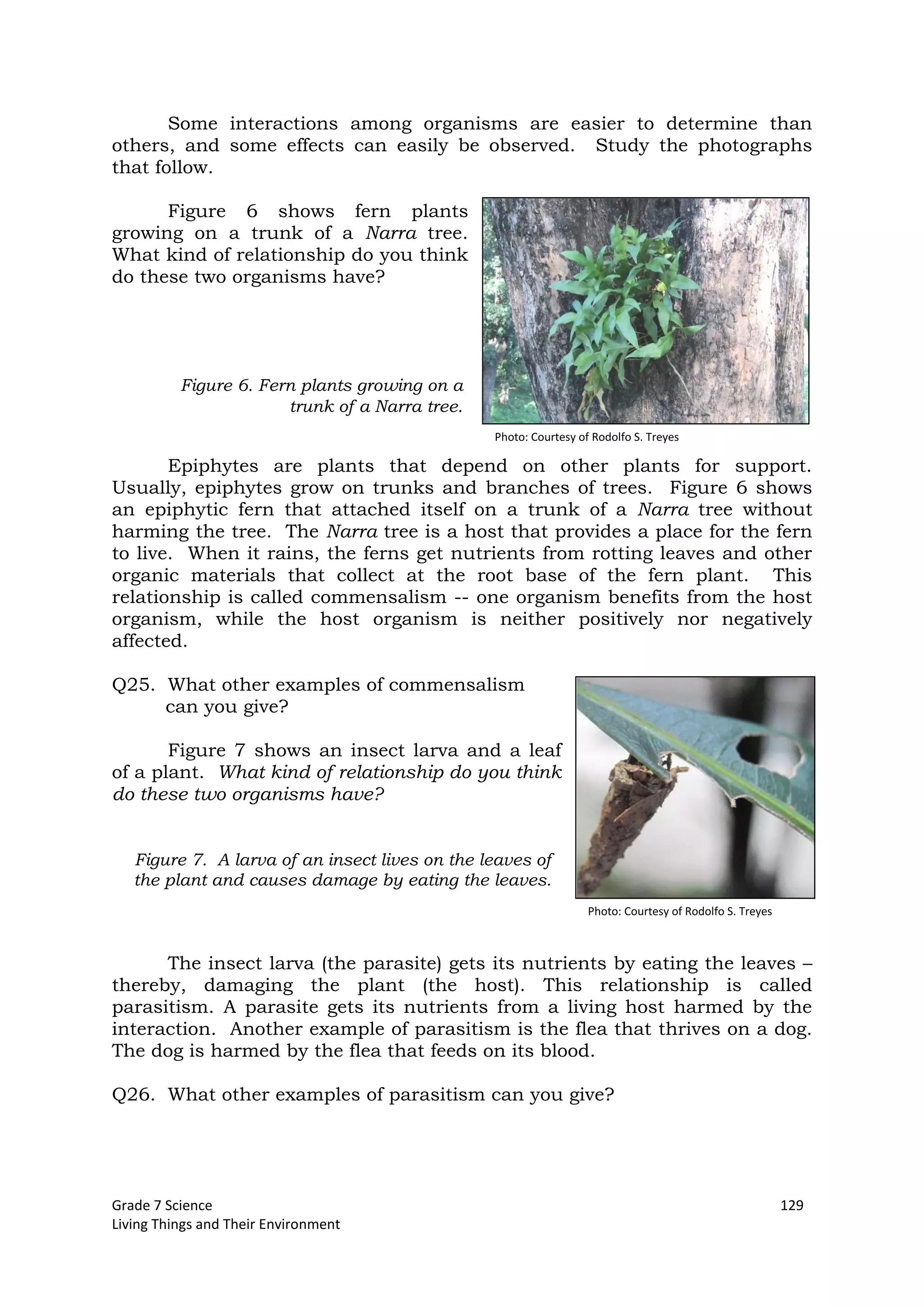 Grade 7 Science 129
Living Things and Their Environment
Some interactions among organisms are easier to determine than
others, and some effects can easily be observed. Study the photographs
that follow.
Figure 6 shows fern plants
growing on a trunk of a Narra tree.
What kind of relationship do you think
do these two organisms have?
Epiphytes are plants that depend on other plants for support.
Usually, epiphytes grow on trunks and branches of trees. Figure 6 shows
an epiphytic fern that attached itself on a trunk of a Narra tree without
harming the tree. The Narra tree is a host that provides a place for the fern
to live. When it rains, the ferns get nutrients from rotting leaves and other
organic materials that collect at the root base of the fern plant. This
relationship is called commensalism -- one organism benefits from the host
organism, while the host organism is neither positively nor negatively
affected.
Q25. What other examples of commensalism
can you give?
Figure 7 shows an insect larva and a leaf
of a plant. What kind of relationship do you think
do these two organisms have?
The insect larva (the parasite) gets its nutrients by eating the leaves –
thereby, damaging the plant (the host). This relationship is called
parasitism. A parasite gets its nutrients from a living host harmed by the
interaction. Another example of parasitism is the flea that thrives on a dog.
The dog is harmed by the flea that feeds on its blood.
Q26. What other examples of parasitism can you give?
Figure 6. Fern plants growing on a
trunk of a Narra tree.
Figure 7. A larva of an insect lives on the leaves of
the plant and causes damage by eating the leaves.
Photo: Courtesy of Rodolfo S. Treyes
Photo: Courtesy of Rodolfo S. Treyes
 
