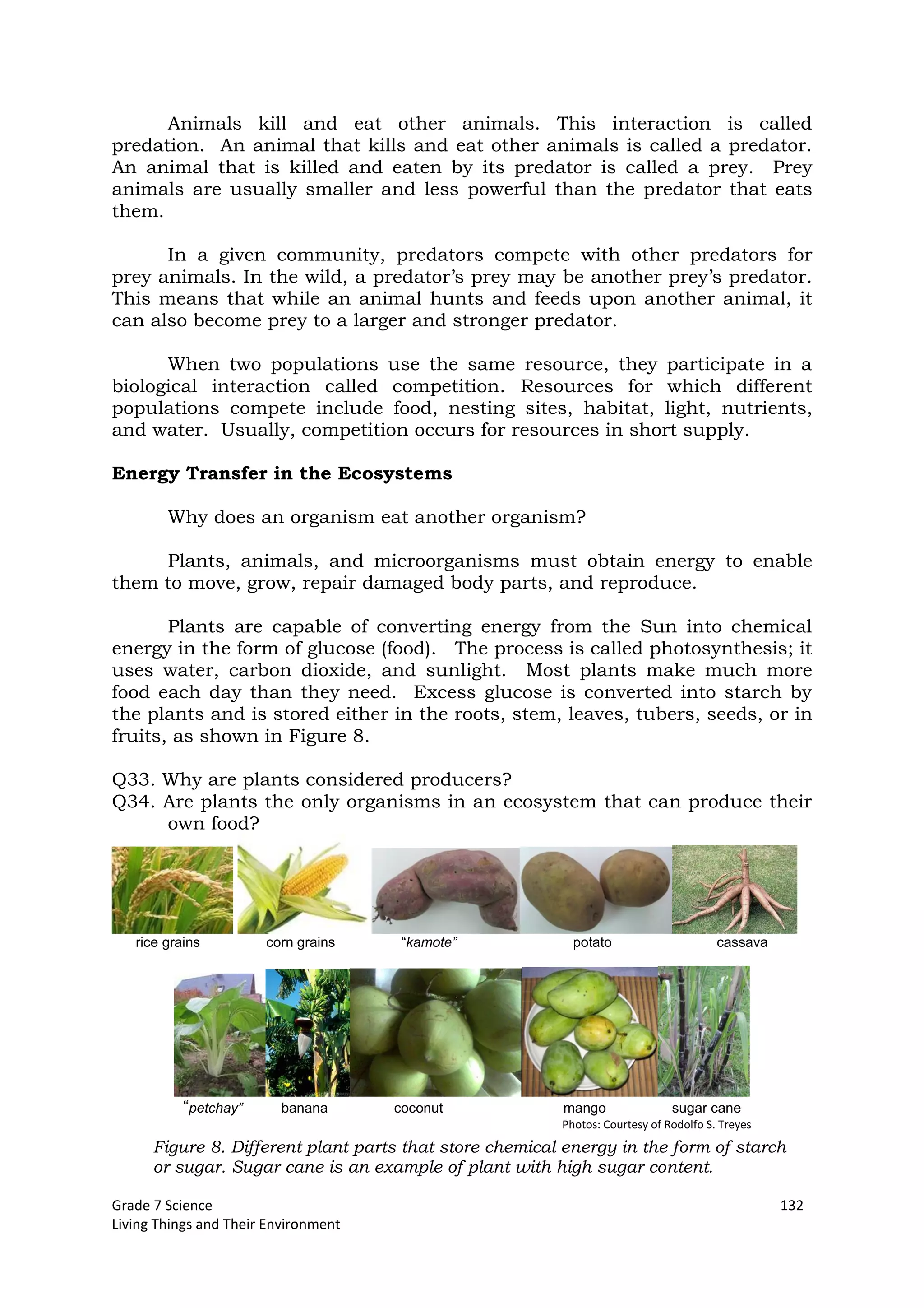 Grade 7 Science 132
Living Things and Their Environment
Animals kill and eat other animals. This interaction is called
predation. An animal that kills and eat other animals is called a predator.
An animal that is killed and eaten by its predator is called a prey. Prey
animals are usually smaller and less powerful than the predator that eats
them.
In a given community, predators compete with other predators for
prey animals. In the wild, a predator’s prey may be another prey’s predator.
This means that while an animal hunts and feeds upon another animal, it
can also become prey to a larger and stronger predator.
When two populations use the same resource, they participate in a
biological interaction called competition. Resources for which different
populations compete include food, nesting sites, habitat, light, nutrients,
and water. Usually, competition occurs for resources in short supply.
Energy Transfer in the Ecosystems
Why does an organism eat another organism?
Plants, animals, and microorganisms must obtain energy to enable
them to move, grow, repair damaged body parts, and reproduce.
Plants are capable of converting energy from the Sun into chemical
energy in the form of glucose (food). The process is called photosynthesis; it
uses water, carbon dioxide, and sunlight. Most plants make much more
food each day than they need. Excess glucose is converted into starch by
the plants and is stored either in the roots, stem, leaves, tubers, seeds, or in
fruits, as shown in Figure 8.
Q33. Why are plants considered producers?
Q34. Are plants the only organisms in an ecosystem that can produce their
own food?
rice grains corn grains “kamote” potato cassava
“petchay” banana coconut mango sugar cane
Figure 8. Different plant parts that store chemical energy in the form of starch
or sugar. Sugar cane is an example of plant with high sugar content.
Photos: Courtesy of Rodolfo S. Treyes
 
