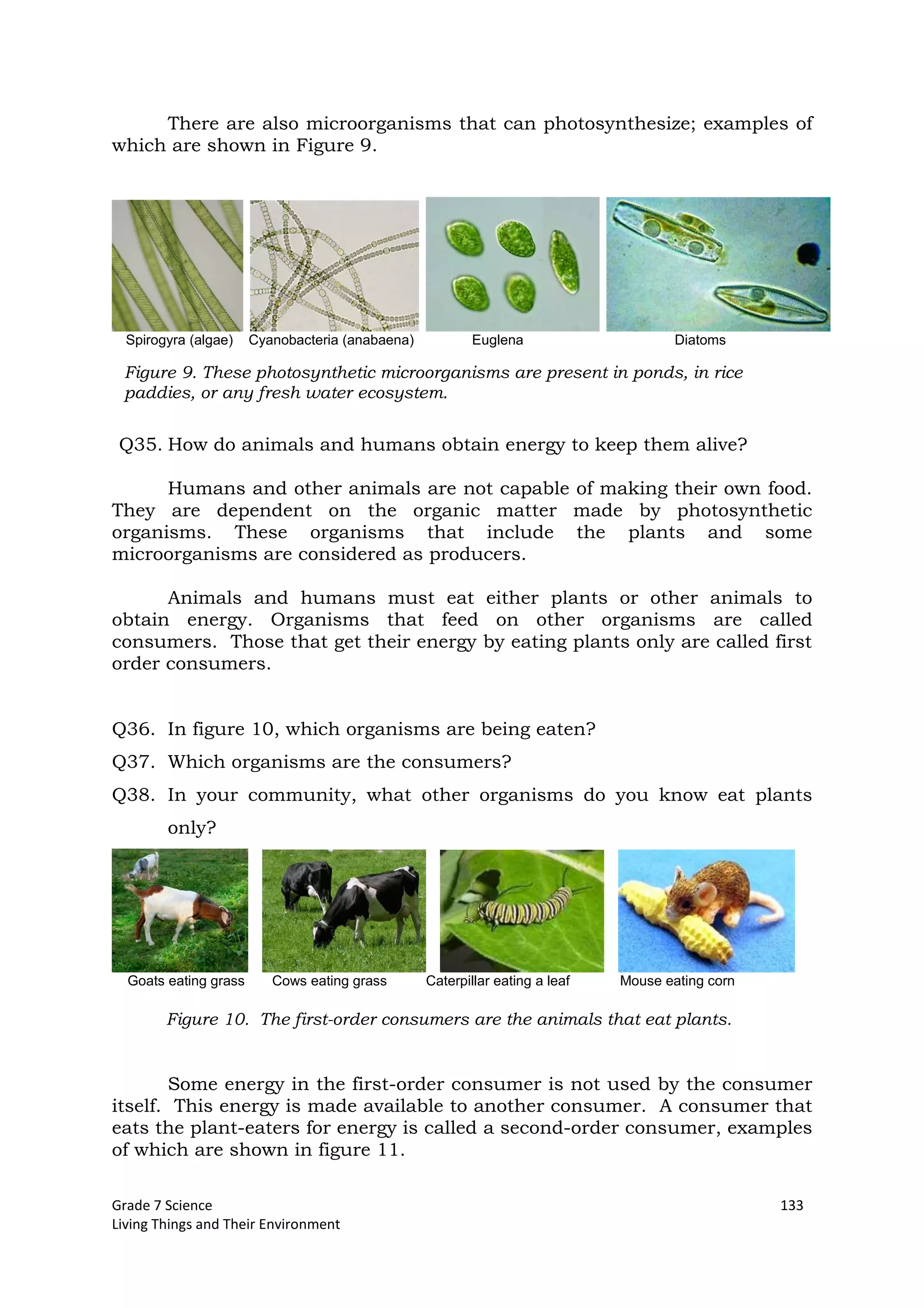 Grade 7 Science 133
Living Things and Their Environment
There are also microorganisms that can photosynthesize; examples of
which are shown in Figure 9.
Spirogyra (algae) Cyanobacteria (anabaena) Euglena Diatoms
Q35. How do animals and humans obtain energy to keep them alive?
Humans and other animals are not capable of making their own food.
They are dependent on the organic matter made by photosynthetic
organisms. These organisms that include the plants and some
microorganisms are considered as producers.
Animals and humans must eat either plants or other animals to
obtain energy. Organisms that feed on other organisms are called
consumers. Those that get their energy by eating plants only are called first
order consumers.
Q36. In figure 10, which organisms are being eaten?
Q37. Which organisms are the consumers?
Q38. In your community, what other organisms do you know eat plants
only?
Goats eating grass Cows eating grass Caterpillar eating a leaf Mouse eating corn
Some energy in the first-order consumer is not used by the consumer
itself. This energy is made available to another consumer. A consumer that
eats the plant-eaters for energy is called a second-order consumer, examples
of which are shown in figure 11.
Figure 9. These photosynthetic microorganisms are present in ponds, in rice
paddies, or any fresh water ecosystem.
Figure 10. The first-order consumers are the animals that eat plants.
 