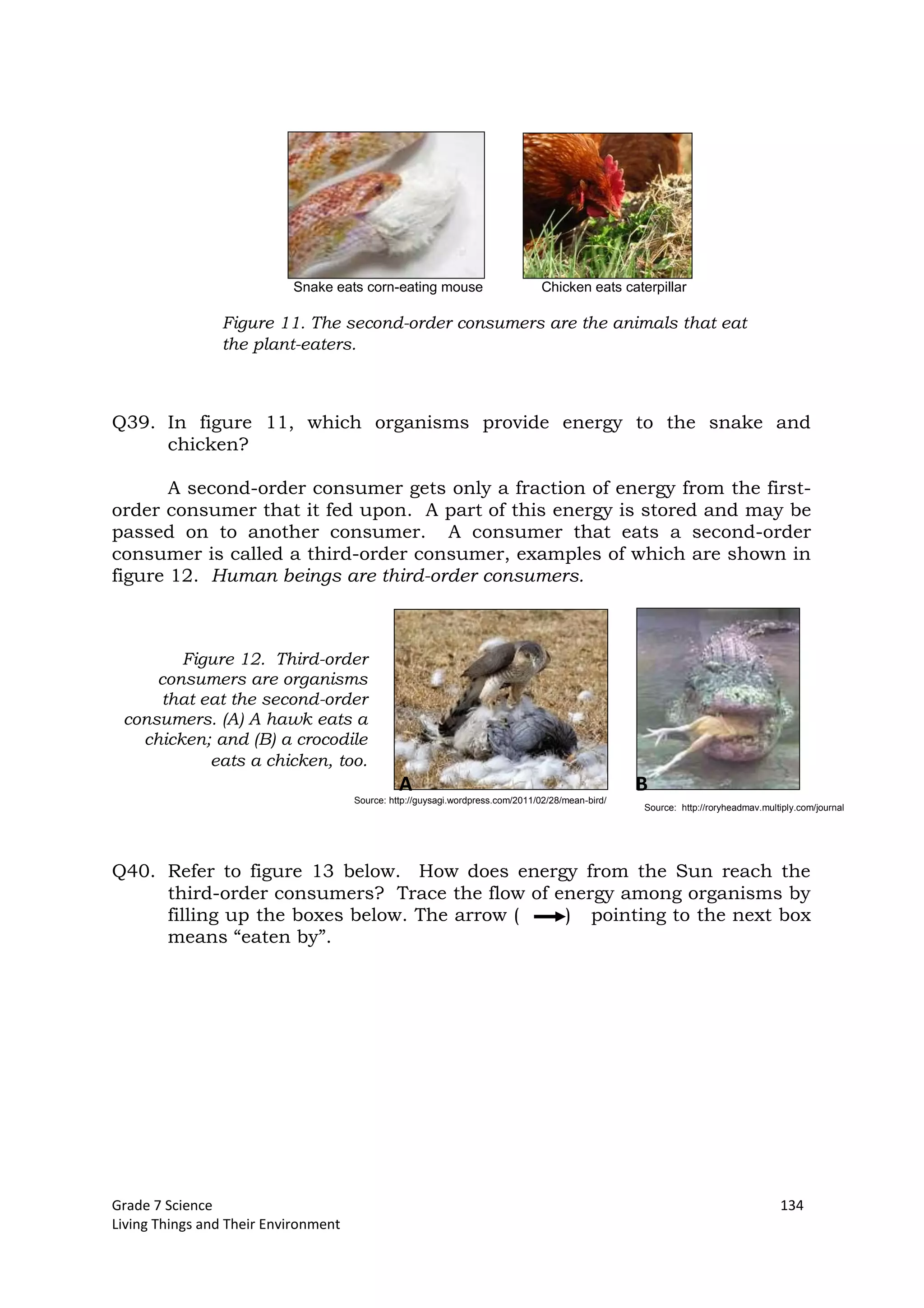 Grade 7 Science 134
Living Things and Their Environment
Figure 12. Third-order
consumers are organisms
that eat the second-order
consumers. (A) A hawk eats a
chicken; and (B) a crocodile
eats a chicken, too.
Snake eats corn-eating mouse Chicken eats caterpillar
Q39. In figure 11, which organisms provide energy to the snake and
chicken?
A second-order consumer gets only a fraction of energy from the first-
order consumer that it fed upon. A part of this energy is stored and may be
passed on to another consumer. A consumer that eats a second-order
consumer is called a third-order consumer, examples of which are shown in
figure 12. Human beings are third-order consumers.
Q40. Refer to figure 13 below. How does energy from the Sun reach the
third-order consumers? Trace the flow of energy among organisms by
filling up the boxes below. The arrow ( ) pointing to the next box
means “eaten by”.
Figure 11. The second-order consumers are the animals that eat
the plant-eaters.
Source: http://guysagi.wordpress.com/2011/02/28/mean-bird/
A B
Source: http://roryheadmav.multiply.com/journal
 