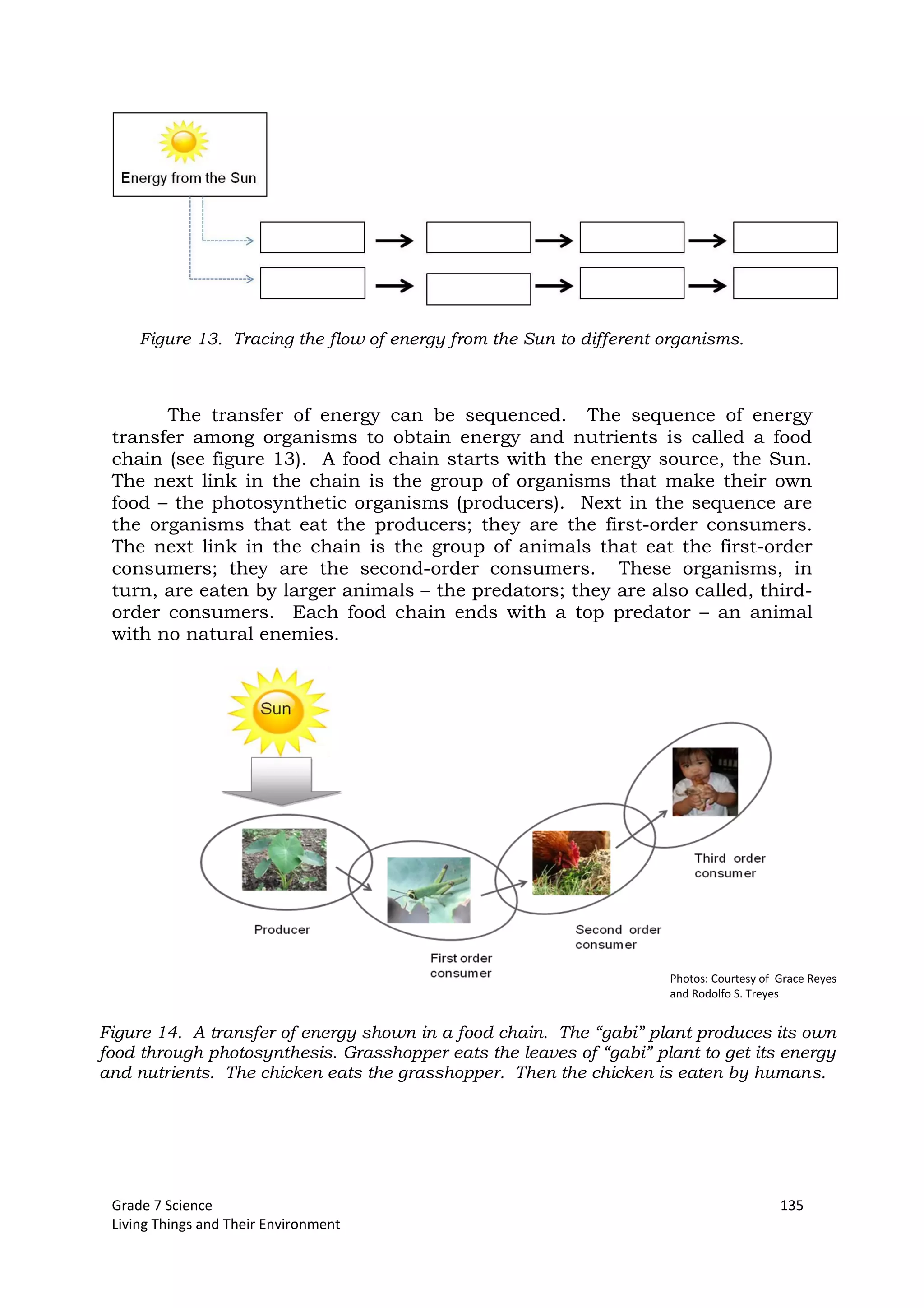 Grade 7 Science 135
Living Things and Their Environment
Figure 13. Tracing the flow of energy from the Sun to different organisms.
The transfer of energy can be sequenced. The sequence of energy
transfer among organisms to obtain energy and nutrients is called a food
chain (see figure 13). A food chain starts with the energy source, the Sun.
The next link in the chain is the group of organisms that make their own
food – the photosynthetic organisms (producers). Next in the sequence are
the organisms that eat the producers; they are the first-order consumers.
The next link in the chain is the group of animals that eat the first-order
consumers; they are the second-order consumers. These organisms, in
turn, are eaten by larger animals – the predators; they are also called, third-
order consumers. Each food chain ends with a top predator – an animal
with no natural enemies.
Figure 14. A transfer of energy shown in a food chain. The “gabi” plant produces its own
food through photosynthesis. Grasshopper eats the leaves of “gabi” plant to get its energy
and nutrients. The chicken eats the grasshopper. Then the chicken is eaten by humans.
Photos: Courtesy of Grace Reyes
and Rodolfo S. Treyes
 