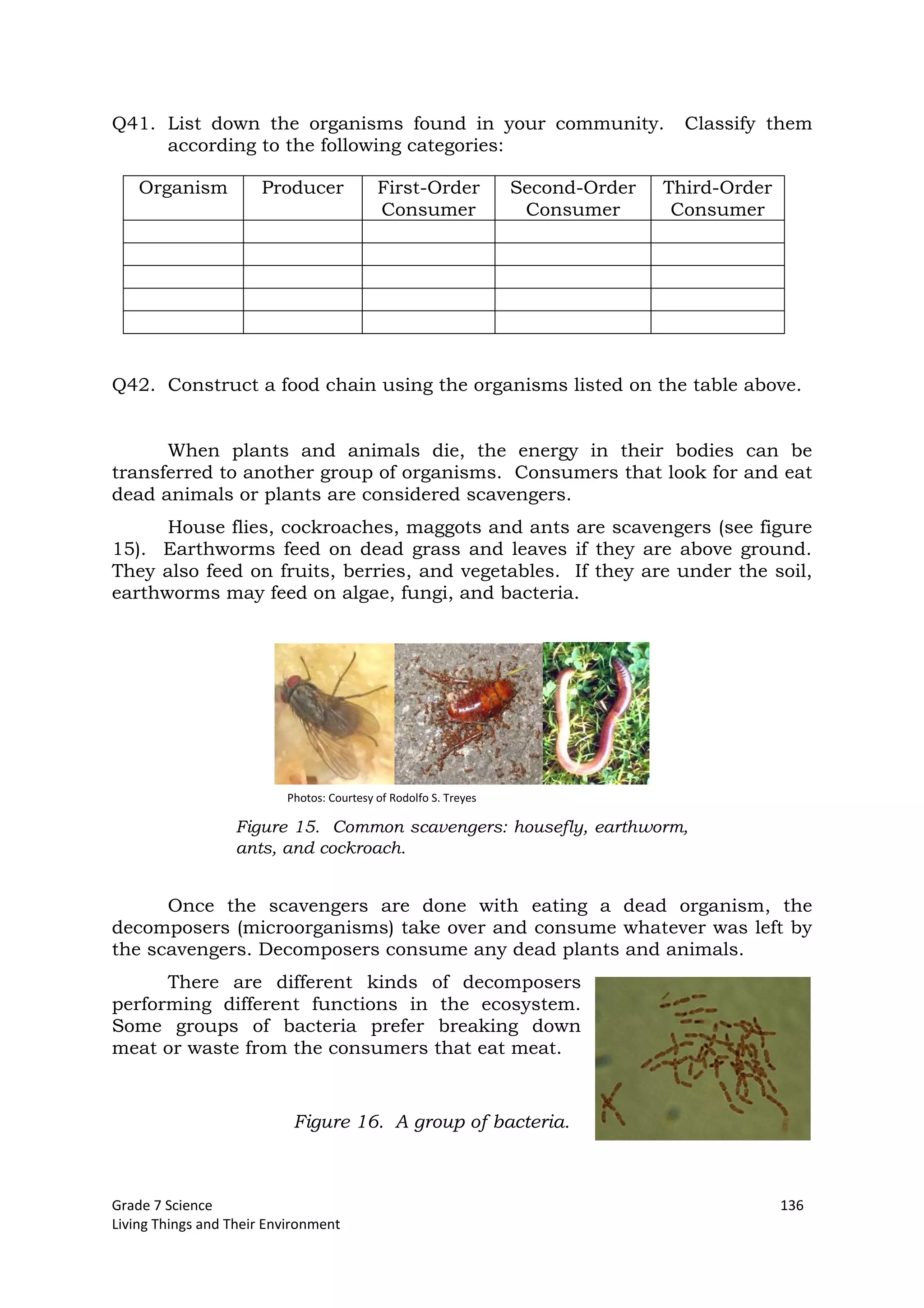 Grade 7 Science 136
Living Things and Their Environment
Figure 15. Common scavengers: housefly, earthworm,
ants, and cockroach.
Q41. List down the organisms found in your community. Classify them
according to the following categories:
Organism Producer First-Order
Consumer
Second-Order
Consumer
Third-Order
Consumer
Q42. Construct a food chain using the organisms listed on the table above.
When plants and animals die, the energy in their bodies can be
transferred to another group of organisms. Consumers that look for and eat
dead animals or plants are considered scavengers.
House flies, cockroaches, maggots and ants are scavengers (see figure
15). Earthworms feed on dead grass and leaves if they are above ground.
They also feed on fruits, berries, and vegetables. If they are under the soil,
earthworms may feed on algae, fungi, and bacteria.
Once the scavengers are done with eating a dead organism, the
decomposers (microorganisms) take over and consume whatever was left by
the scavengers. Decomposers consume any dead plants and animals.
There are different kinds of decomposers
performing different functions in the ecosystem.
Some groups of bacteria prefer breaking down
meat or waste from the consumers that eat meat.
Figure 16. A group of bacteria.
Photos: Courtesy of Rodolfo S. Treyes
 