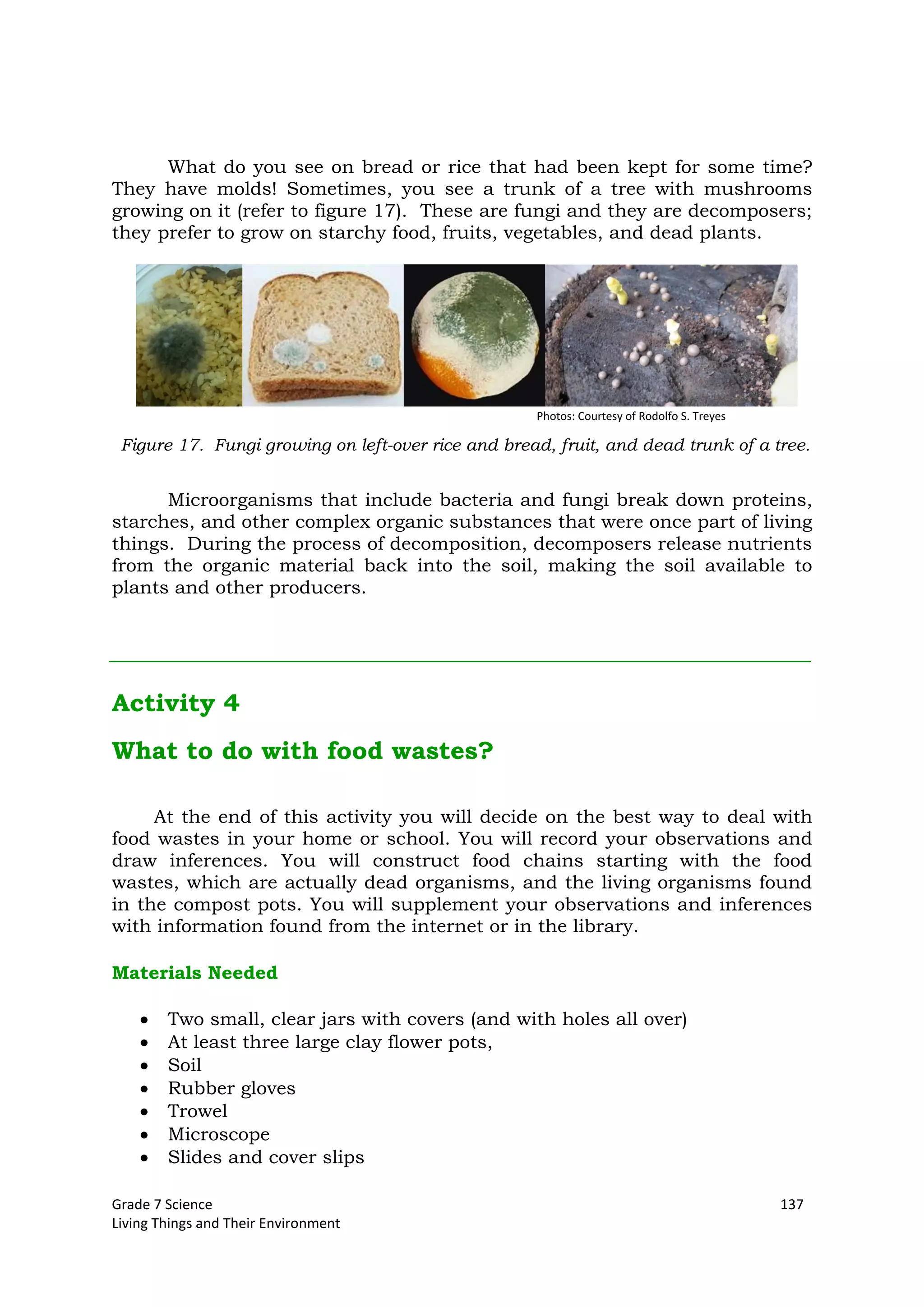 Grade 7 Science 137
Living Things and Their Environment
What do you see on bread or rice that had been kept for some time?
They have molds! Sometimes, you see a trunk of a tree with mushrooms
growing on it (refer to figure 17). These are fungi and they are decomposers;
they prefer to grow on starchy food, fruits, vegetables, and dead plants.
Microorganisms that include bacteria and fungi break down proteins,
starches, and other complex organic substances that were once part of living
things. During the process of decomposition, decomposers release nutrients
from the organic material back into the soil, making the soil available to
plants and other producers.
Activity 4
What to do with food wastes?
At the end of this activity you will decide on the best way to deal with
food wastes in your home or school. You will record your observations and
draw inferences. You will construct food chains starting with the food
wastes, which are actually dead organisms, and the living organisms found
in the compost pots. You will supplement your observations and inferences
with information found from the internet or in the library.
Materials Needed
Two small, clear jars with covers (and with holes all over)
At least three large clay flower pots,
Soil
Rubber gloves
Trowel
Microscope
Slides and cover slips
Figure 17. Fungi growing on left-over rice and bread, fruit, and dead trunk of a tree.
Photos: Courtesy of Rodolfo S. Treyes
 