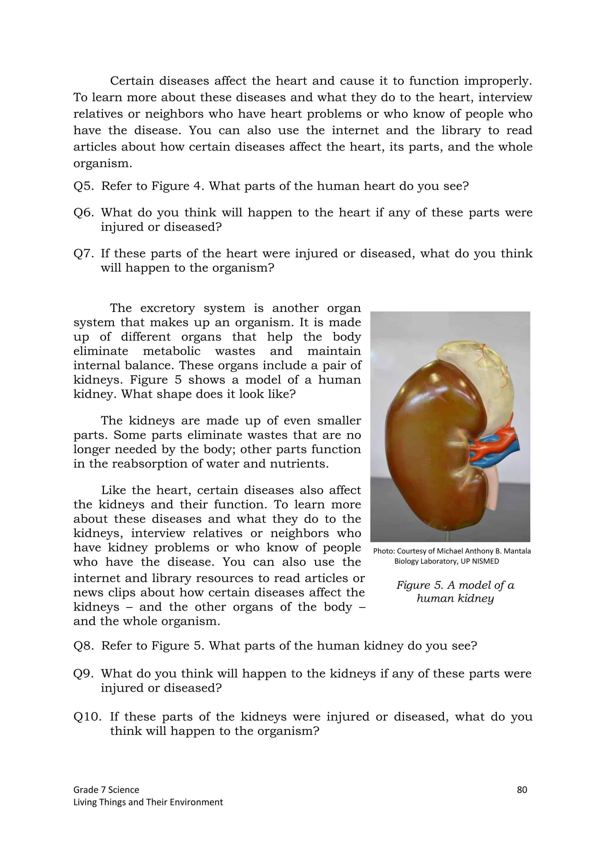 Grade 7 Science 80
Living Things and Their Environment
Figure 5. A model of a
human kidney
Certain diseases affect the heart and cause it to function improperly.
To learn more about these diseases and what they do to the heart, interview
relatives or neighbors who have heart problems or who know of people who
have the disease. You can also use the internet and the library to read
articles about how certain diseases affect the heart, its parts, and the whole
organism.
Q5. Refer to Figure 4. What parts of the human heart do you see?
Q6. What do you think will happen to the heart if any of these parts were
injured or diseased?
Q7. If these parts of the heart were injured or diseased, what do you think
will happen to the organism?
The excretory system is another organ
system that makes up an organism. It is made
up of different organs that help the body
eliminate metabolic wastes and maintain
internal balance. These organs include a pair of
kidneys. Figure 5 shows a model of a human
kidney. What shape does it look like?
The kidneys are made up of even smaller
parts. Some parts eliminate wastes that are no
longer needed by the body; other parts function
in the reabsorption of water and nutrients.
Like the heart, certain diseases also affect
the kidneys and their function. To learn more
about these diseases and what they do to the
kidneys, interview relatives or neighbors who
have kidney problems or who know of people
who have the disease. You can also use the
internet and library resources to read articles or
news clips about how certain diseases affect the
kidneys – and the other organs of the body –
and the whole organism.
Q8. Refer to Figure 5. What parts of the human kidney do you see?
Q9. What do you think will happen to the kidneys if any of these parts were
injured or diseased?
Q10. If these parts of the kidneys were injured or diseased, what do you
think will happen to the organism?
Photo: Courtesy of Michael Anthony B. Mantala
Biology Laboratory, UP NISMED
 