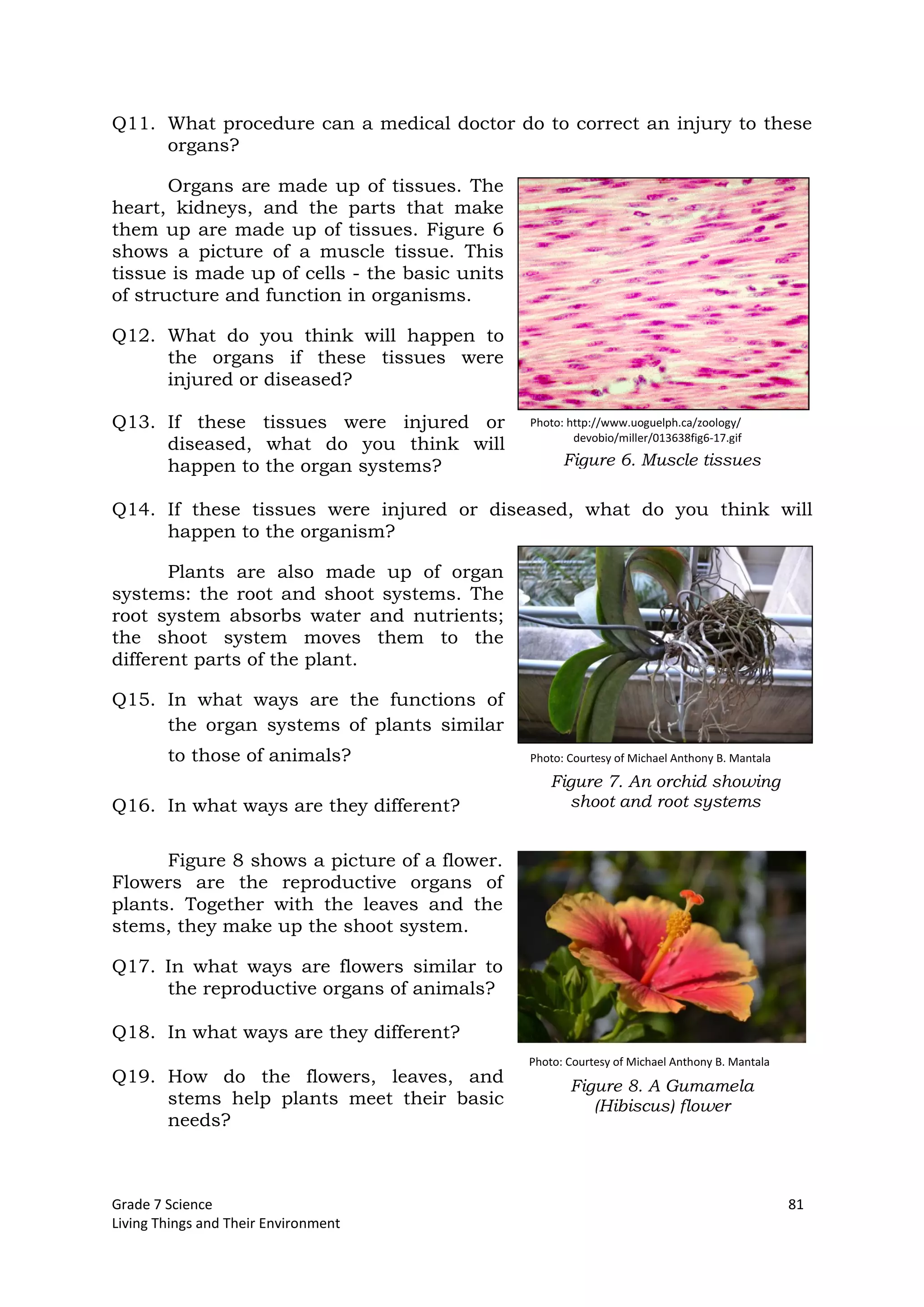 Grade 7 Science 81
Living Things and Their Environment
Photo: http://www.uoguelph.ca/zoology/
devobio/miller/013638fig6-17.gif
Q11. What procedure can a medical doctor do to correct an injury to these
organs?
Organs are made up of tissues. The
heart, kidneys, and the parts that make
them up are made up of tissues. Figure 6
shows a picture of a muscle tissue. This
tissue is made up of cells - the basic units
of structure and function in organisms.
Q12. What do you think will happen to
the organs if these tissues were
injured or diseased?
Q13. If these tissues were injured or
diseased, what do you think will
happen to the organ systems?
Q14. If these tissues were injured or diseased, what do you think will
happen to the organism?
Plants are also made up of organ
systems: the root and shoot systems. The
root system absorbs water and nutrients;
the shoot system moves them to the
different parts of the plant.
Q15. In what ways are the functions of
the organ systems of plants similar
to those of animals?
Q16. In what ways are they different?
Figure 8 shows a picture of a flower.
Flowers are the reproductive organs of
plants. Together with the leaves and the
stems, they make up the shoot system.
Q17. In what ways are flowers similar to
the reproductive organs of animals?
Q18. In what ways are they different?
Q19. How do the flowers, leaves, and
stems help plants meet their basic
needs?
Figure 8. A Gumamela
(Hibiscus) flower
Figure 6. Muscle tissues
Figure 7. An orchid showing
shoot and root systems
Photo: Courtesy of Michael Anthony B. Mantala
Photo: Courtesy of Michael Anthony B. Mantala
 
