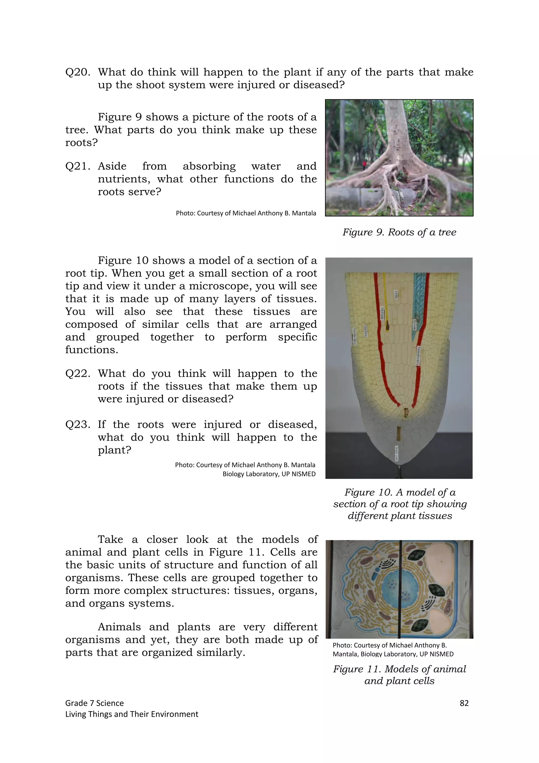 Grade 7 Science 82
Living Things and Their Environment
Photo: Courtesy of Michael Anthony B. Mantala
Biology Laboratory, UP NISMED
Q20. What do think will happen to the plant if any of the parts that make
up the shoot system were injured or diseased?
Figure 9 shows a picture of the roots of a
tree. What parts do you think make up these
roots?
Q21. Aside from absorbing water and
nutrients, what other functions do the
roots serve?
Figure 10 shows a model of a section of a
root tip. When you get a small section of a root
tip and view it under a microscope, you will see
that it is made up of many layers of tissues.
You will also see that these tissues are
composed of similar cells that are arranged
and grouped together to perform specific
functions.
Q22. What do you think will happen to the
roots if the tissues that make them up
were injured or diseased?
Q23. If the roots were injured or diseased,
what do you think will happen to the
plant?
Take a closer look at the models of
animal and plant cells in Figure 11. Cells are
the basic units of structure and function of all
organisms. These cells are grouped together to
form more complex structures: tissues, organs,
and organs systems.
Animals and plants are very different
organisms and yet, they are both made up of
parts that are organized similarly.
Figure 9. Roots of a tree
Figure 11. Models of animal
and plant cells
Photo: Courtesy of Michael Anthony B. Mantala
Photo: Courtesy of Michael Anthony B.
Mantala, Biology Laboratory, UP NISMED
Figure 10. A model of a
section of a root tip showing
different plant tissues
 