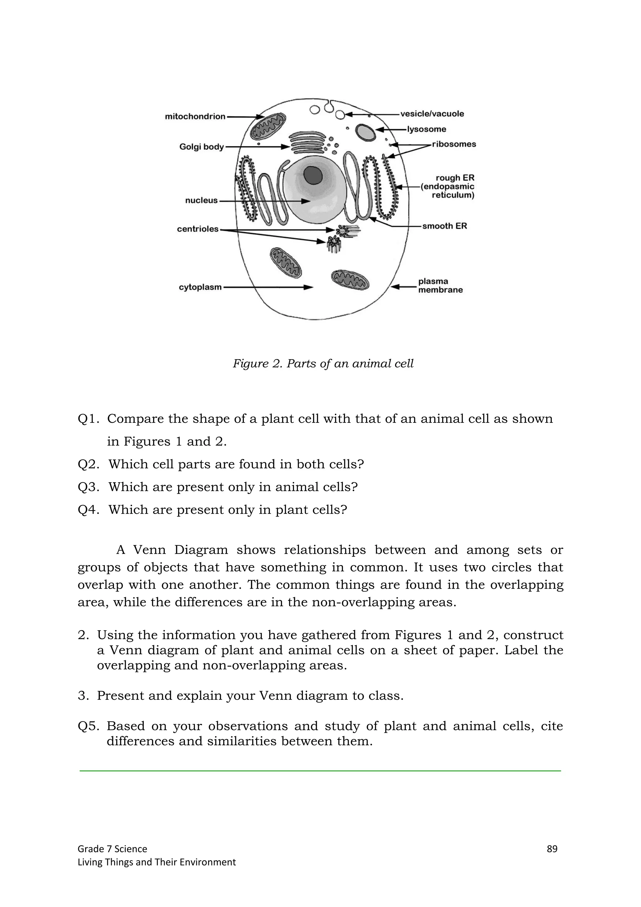 Grade 7 Science 89
Living Things and Their Environment
Q1. Compare the shape of a plant cell with that of an animal cell as shown
in Figures 1 and 2.
Q2. Which cell parts are found in both cells?
Q3. Which are present only in animal cells?
Q4. Which are present only in plant cells?
A Venn Diagram shows relationships between and among sets or
groups of objects that have something in common. It uses two circles that
overlap with one another. The common things are found in the overlapping
area, while the differences are in the non-overlapping areas.
2. Using the information you have gathered from Figures 1 and 2, construct
a Venn diagram of plant and animal cells on a sheet of paper. Label the
overlapping and non-overlapping areas.
3. Present and explain your Venn diagram to class.
Q5. Based on your observations and study of plant and animal cells, cite
differences and similarities between them.
Figure 2. Parts of an animal cell
 