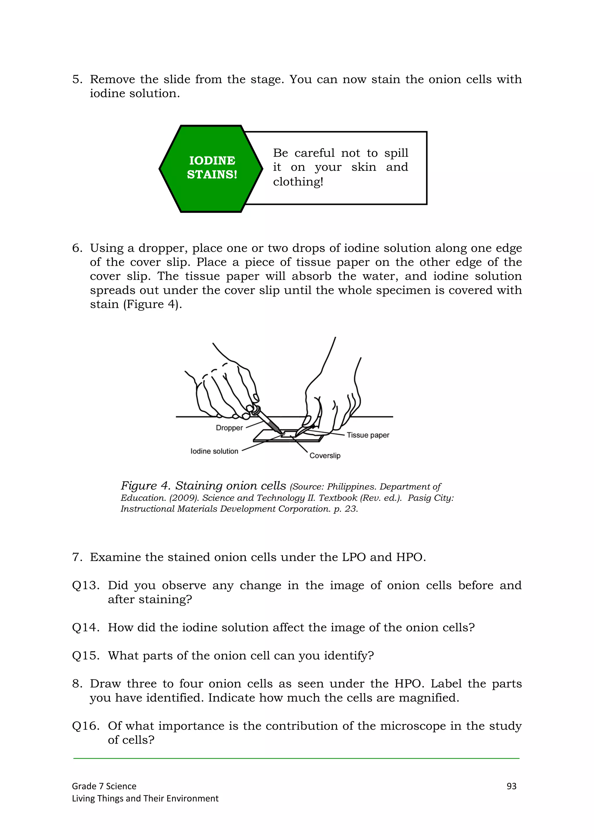 Grade 7 Science 93
Living Things and Their Environment
5. Remove the slide from the stage. You can now stain the onion cells with
iodine solution.
6. Using a dropper, place one or two drops of iodine solution along one edge
of the cover slip. Place a piece of tissue paper on the other edge of the
cover slip. The tissue paper will absorb the water, and iodine solution
spreads out under the cover slip until the whole specimen is covered with
stain (Figure 4).
7. Examine the stained onion cells under the LPO and HPO.
Q13. Did you observe any change in the image of onion cells before and
after staining?
Q14. How did the iodine solution affect the image of the onion cells?
Q15. What parts of the onion cell can you identify?
8. Draw three to four onion cells as seen under the HPO. Label the parts
you have identified. Indicate how much the cells are magnified.
Q16. Of what importance is the contribution of the microscope in the study
of cells?
Figure 4. Staining onion cells (Source: Philippines. Department of
Education. (2009). Science and Technology II. Textbook (Rev. ed.). Pasig City:
Instructional Materials Development Corporation. p. 23.
Be careful not to spill
it on your skin and
clothing!
IODINE
STAINS!
 