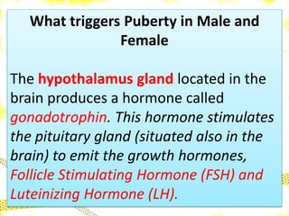 What triggers Puberty in Male and
Female
The hypothalamus gland located in the
brain produces a hormone called
gonadotrophin. This hormone stimulates
the pituitary gland (situated also in the
brain) to emit the growth hormones,
Follicle Stimulating Hormone (FSH) and
Luteinizing Hormone (LH).
 