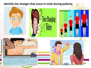 WEEK 2 Day 5
Lesson 10: Show Changes
that occur during
Puberty through creative
activities
Identify the changes that occur in male during puberty.
 