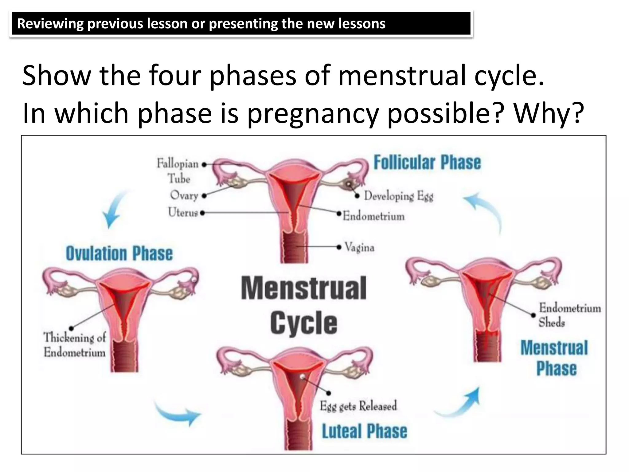 Reviewing previous lesson or presenting the new lessons
Show the four phases of menstrual cycle.
In which phase is pregnancy possible? Why?
 