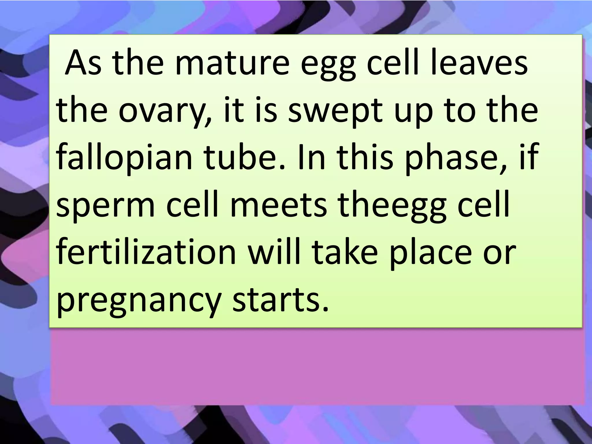 As the mature egg cell leaves
the ovary, it is swept up to the
fallopian tube. In this phase, if
sperm cell meets theegg cell
fertilization will take place or
pregnancy starts.
 