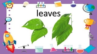 leaves
 