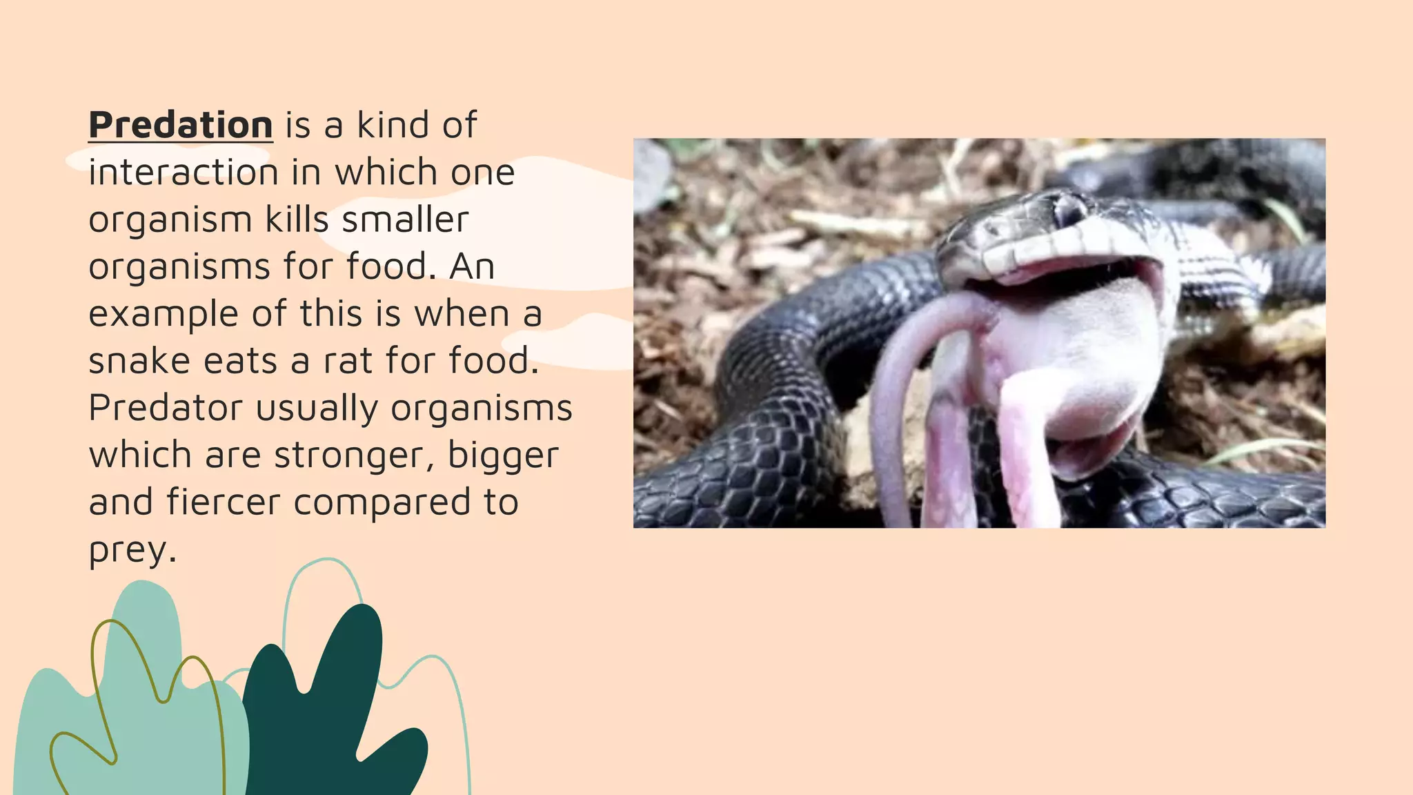 Predation Picture Example Science Quarter 2 Module 6.pptx