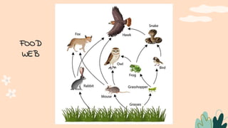 FOOD
WEB
 