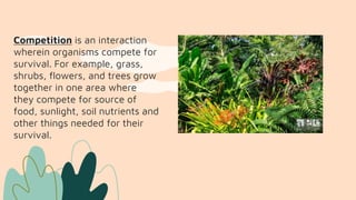 Competition is an interaction
wherein organisms compete for
survival. For example, grass,
shrubs, flowers, and trees grow
together in one area where
they compete for source of
food, sunlight, soil nutrients and
other things needed for their
survival.
 