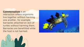 Commensalism is an
interaction where organisms
live together without harming
one another, for example,
barnacles attached on skin of
turtles without harming them.
Barnacles are benefitted while
the host is not harmed.
 
