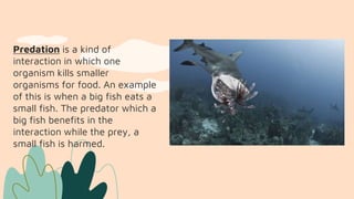 Predation is a kind of
interaction in which one
organism kills smaller
organisms for food. An example
of this is when a big fish eats a
small fish. The predator which a
big fish benefits in the
interaction while the prey, a
small fish is harmed.
 