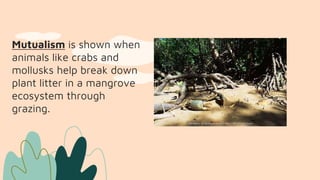Mutualism is shown when
animals like crabs and
mollusks help break down
plant litter in a mangrove
ecosystem through
grazing.
 